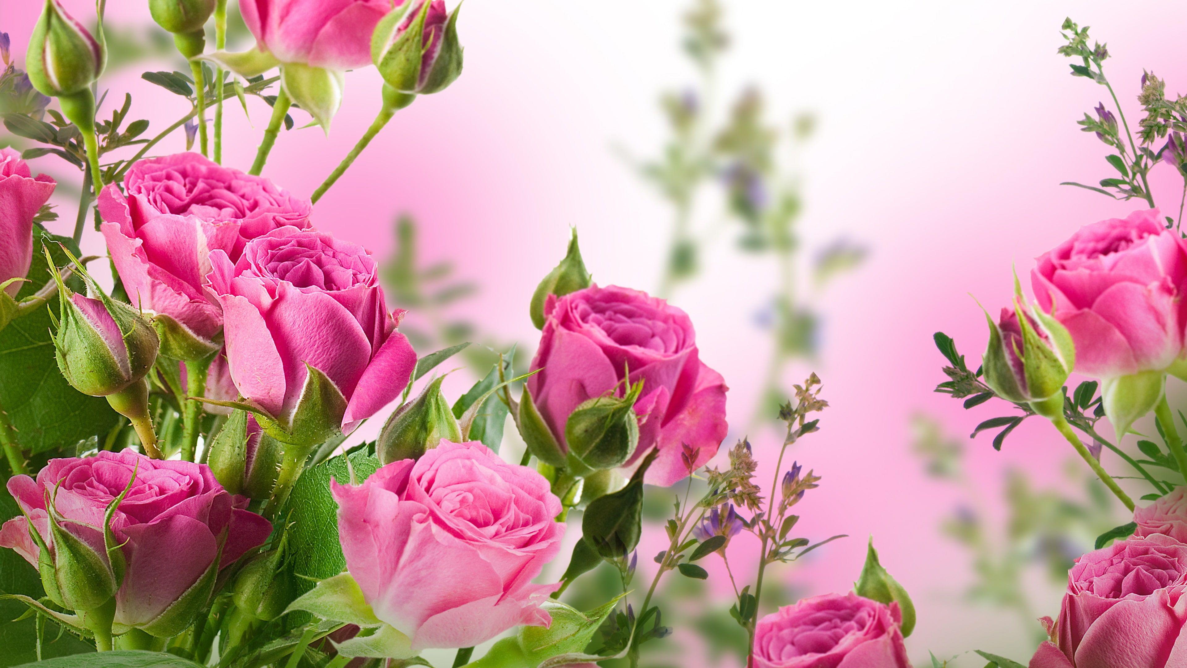 3840x2160 Pink rose flowers, garden #Pink #Rose #Flowers #Garden K #wallpaper #hdwallpaper #desktop. Rose wallpaper, Photo frame wallpaper, HD flowers