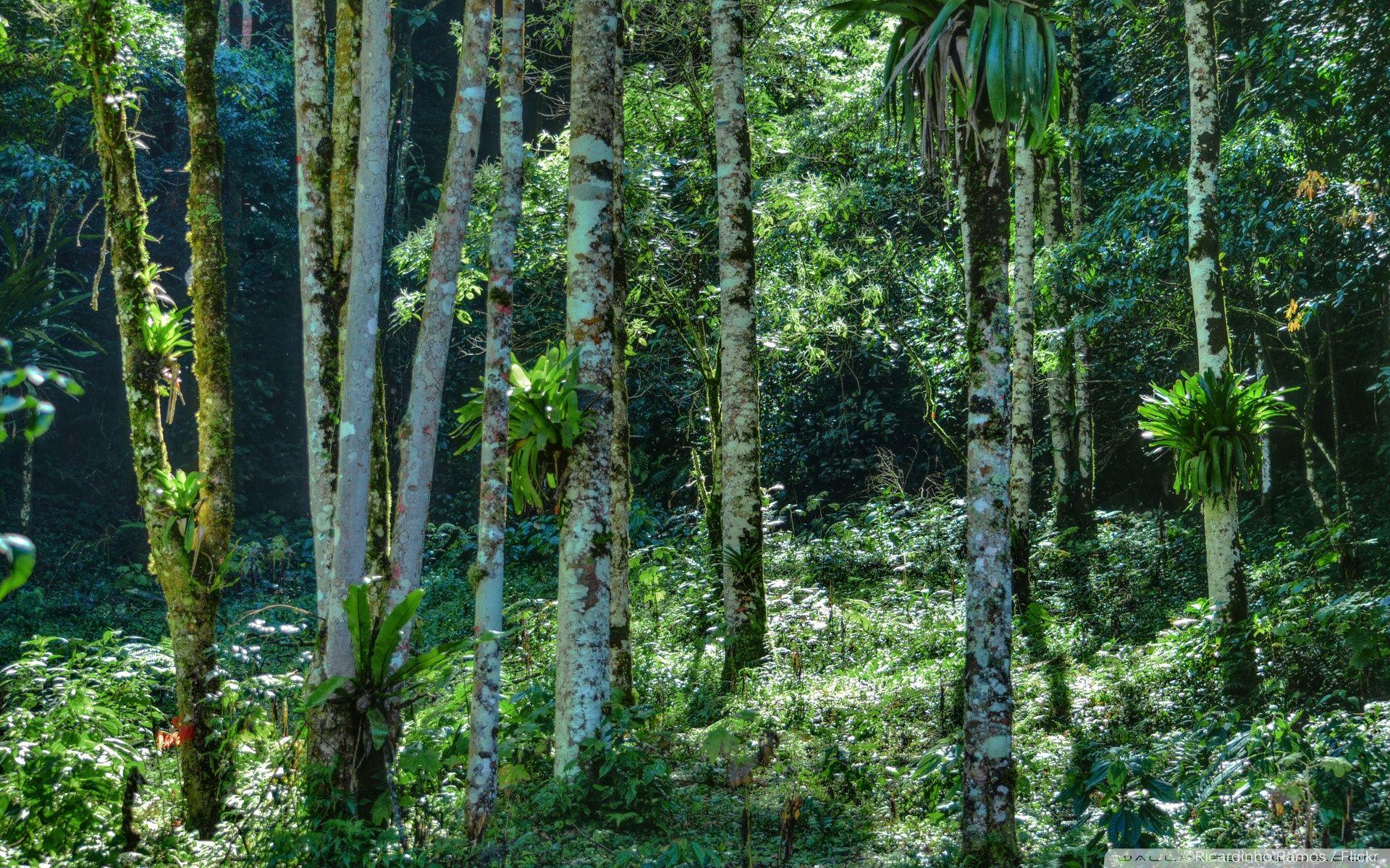 1920x1200 Deep Forest ❤ 4K HD Desktop Wallpaper for 4K Ultra HD TV • Tablet