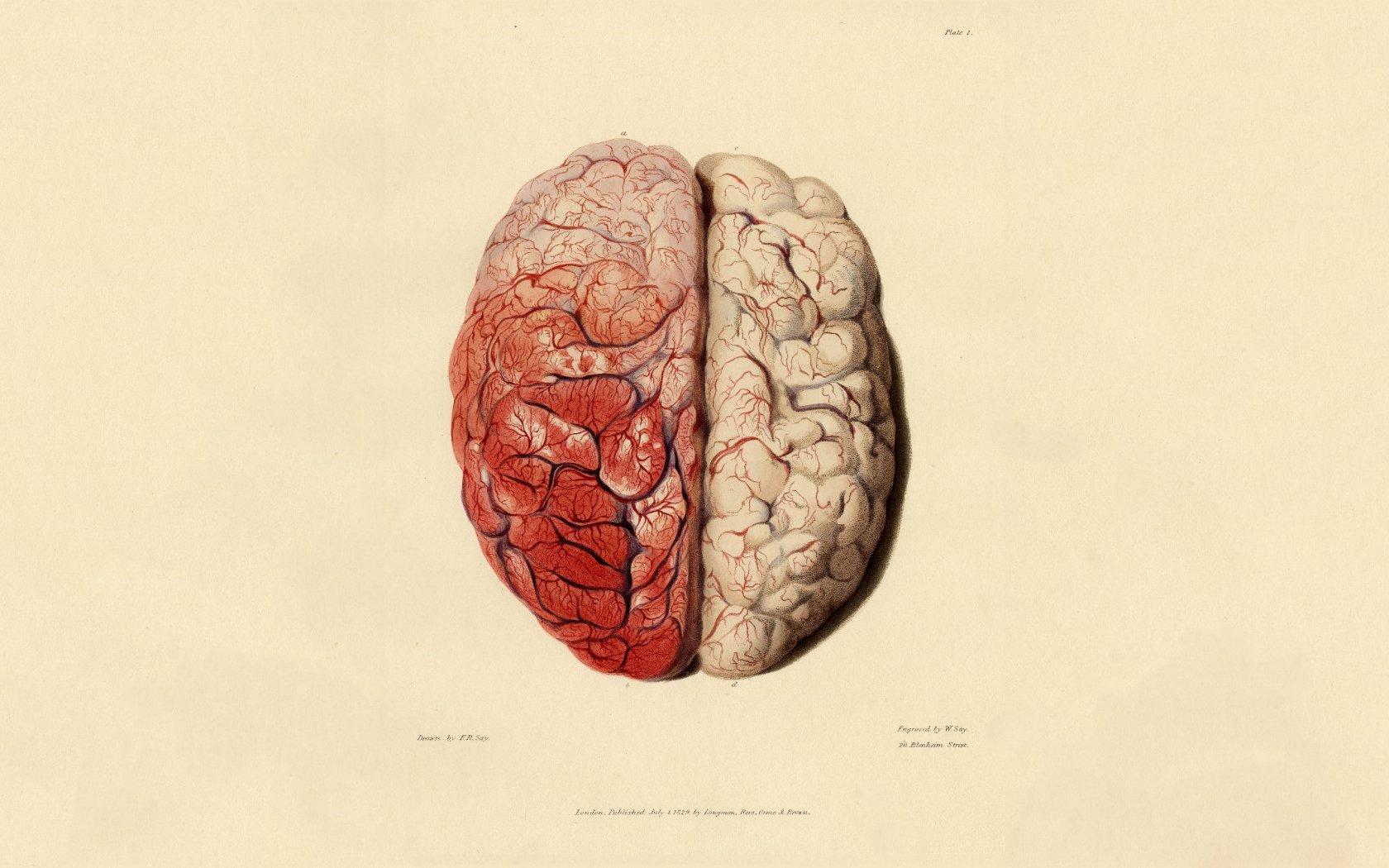 1680x1050 Anatomy HD Wallpaper Free