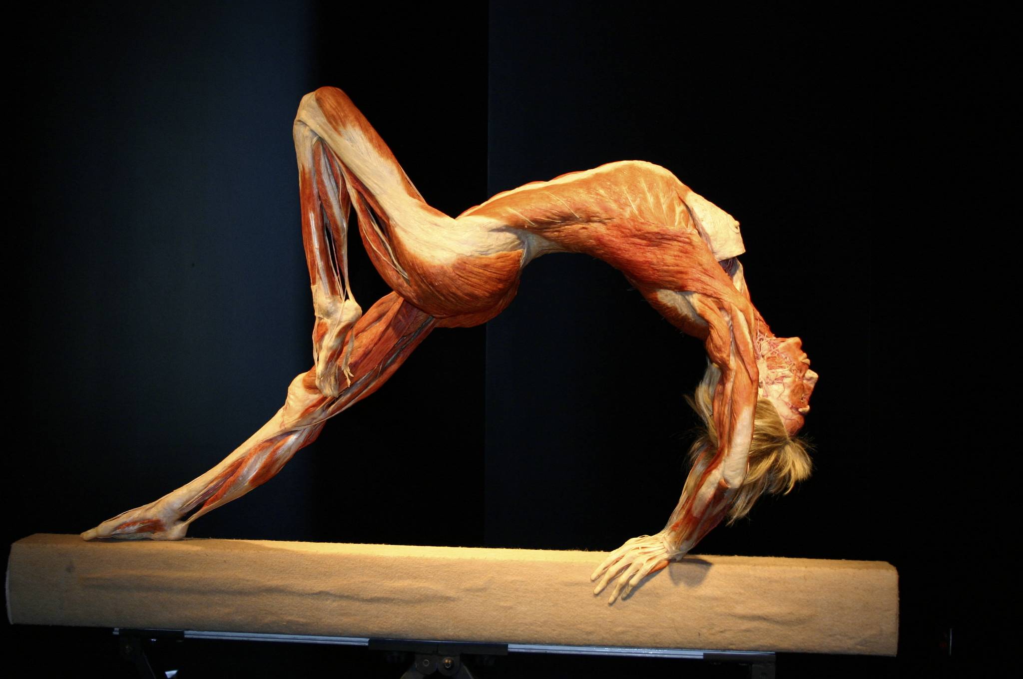 2048x1360 Human Anatomy Wallpaper Art
