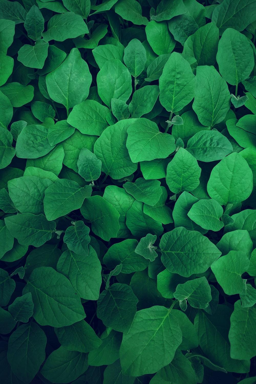 1000x1500 Green Picture [HD]. Download Free Image