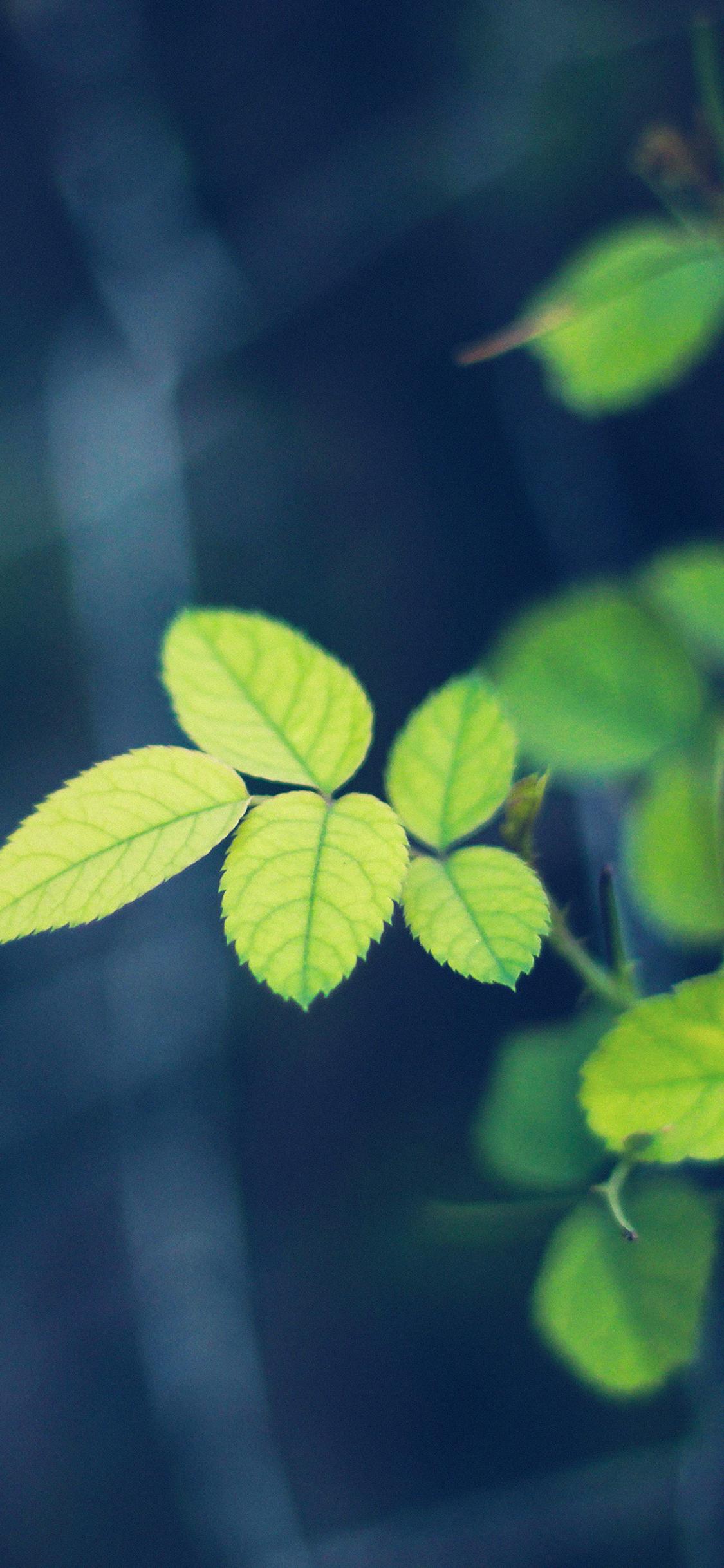 1125x2436 Wallpaper Greenish Flower Blue Leaf