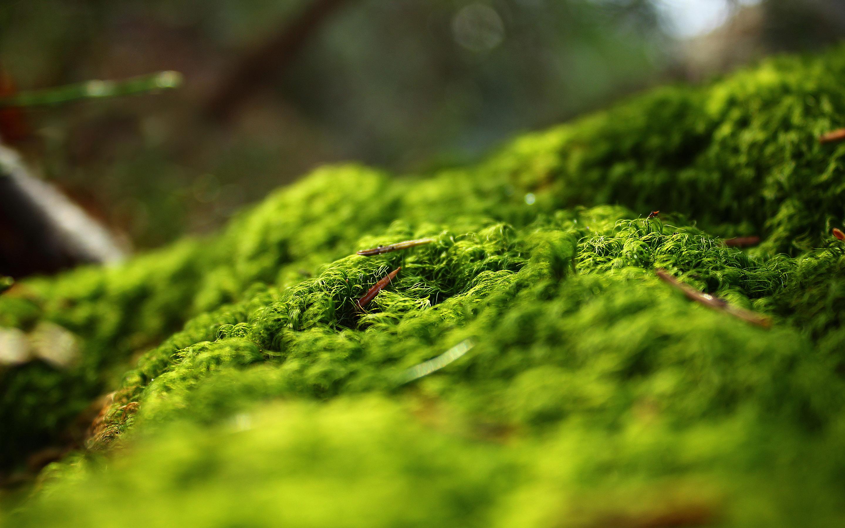 2880x1800 Greenish Background