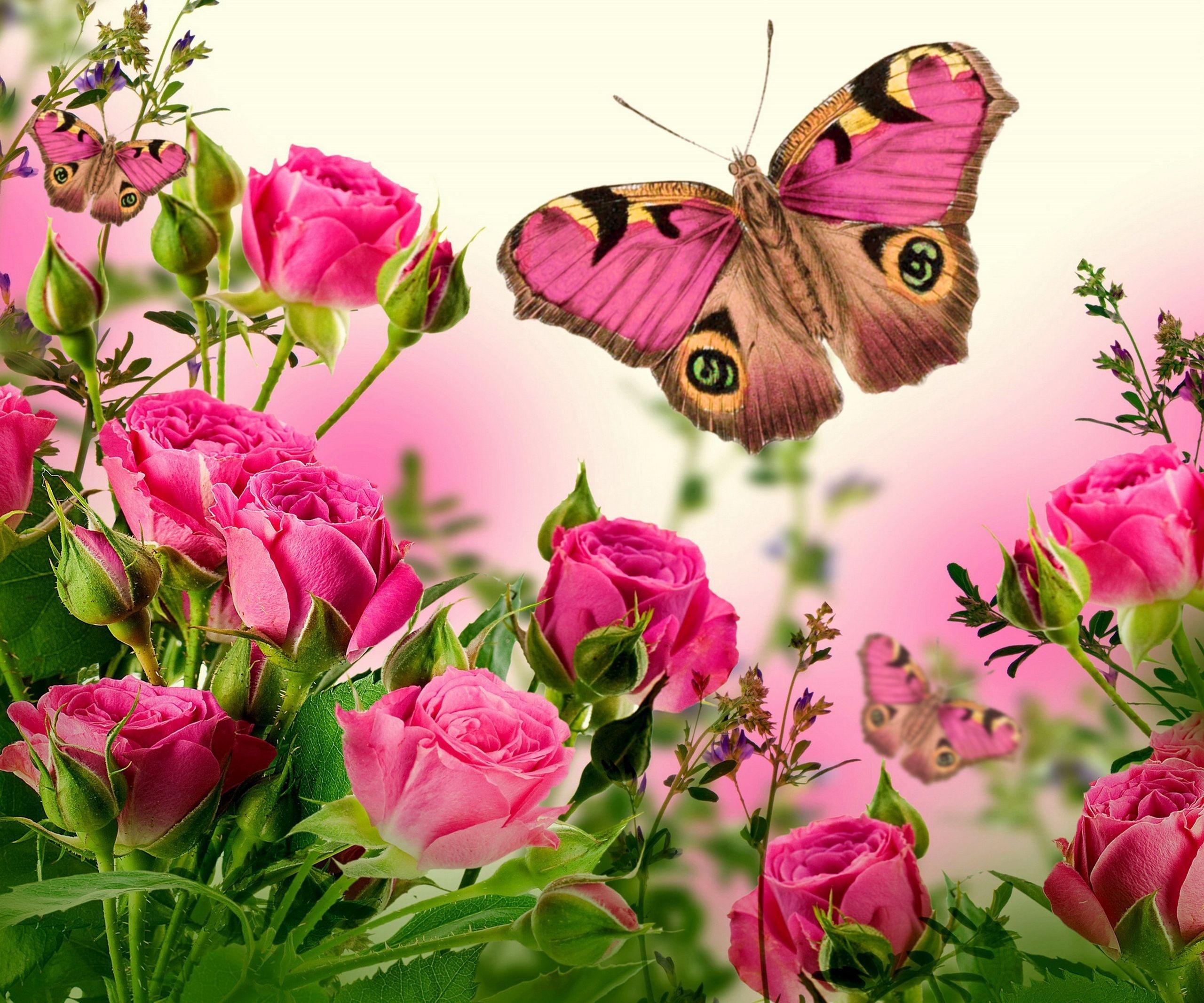 Rose Flowers and Butterflies Wallpapers Top Free Rose Flowers and