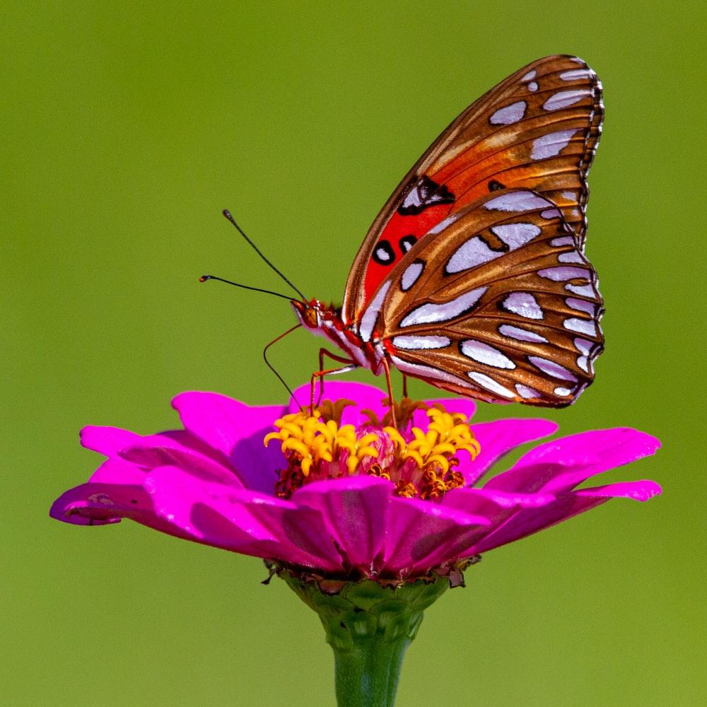 Rose Flowers and Butterflies Wallpapers - Top Free Rose Flowers and
