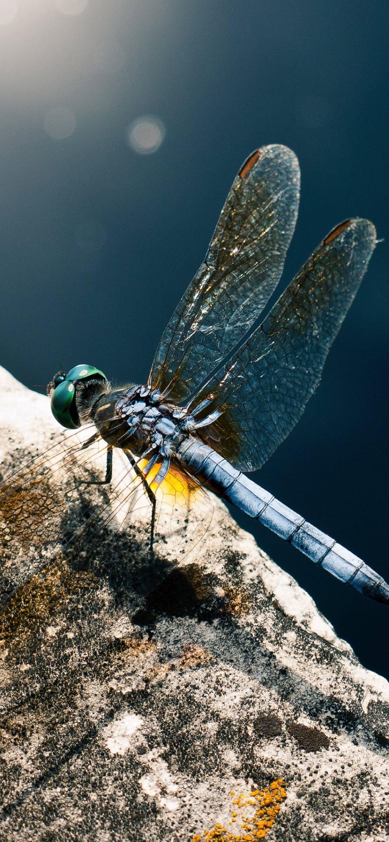 1242x2688 Animal dragonfly. wallpaper.sc iPhone XS Max