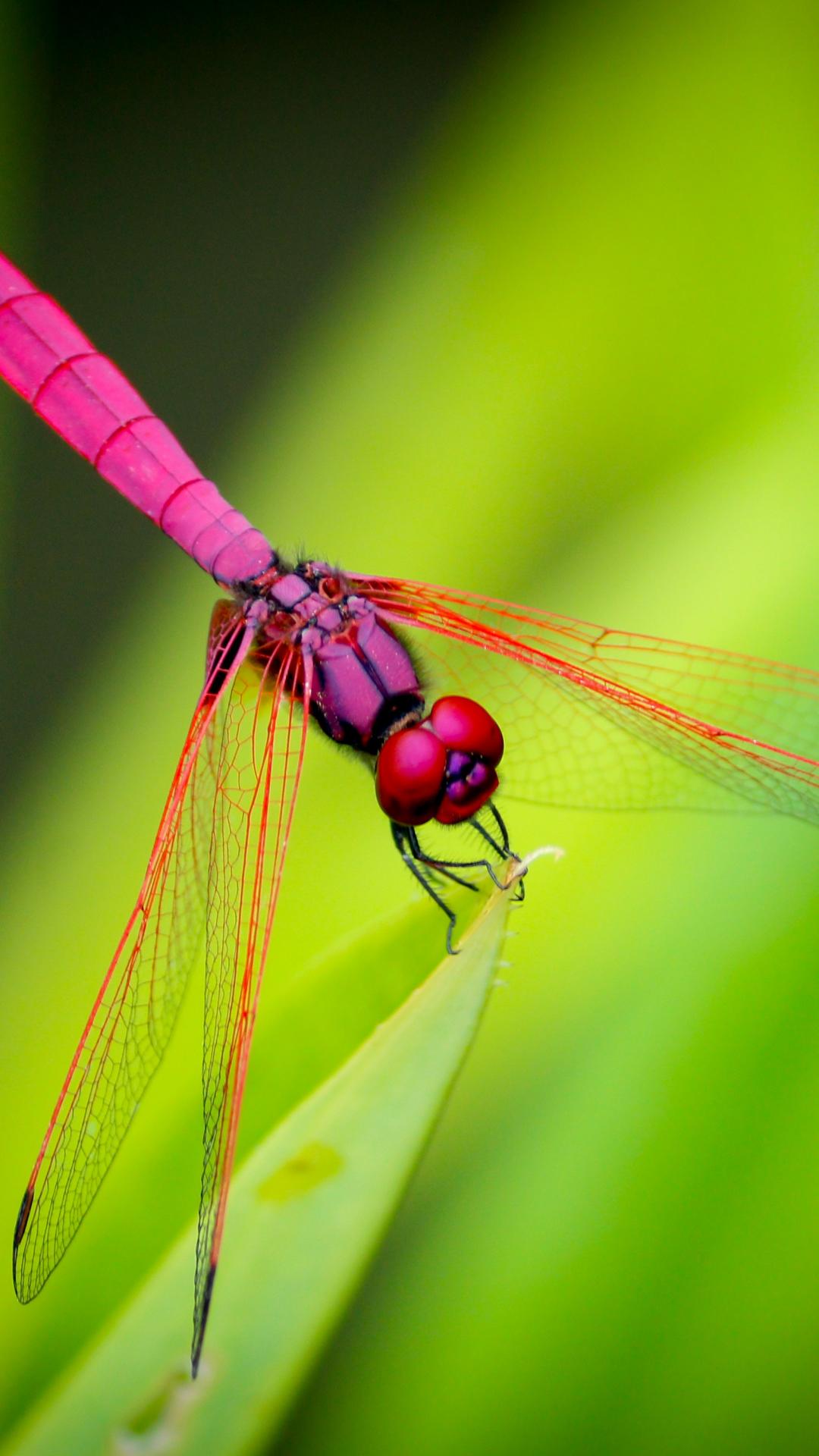 1080x1920 Dragonfly On Green iPhone Wallpaper