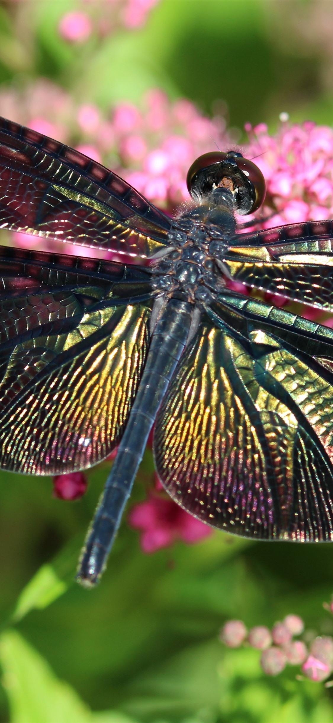 1125x2436 Dragonfly, Pink Flowers, Insect 1125x2436 IPhone 11 Pro XS X Wallpaper, Background, Picture, Image