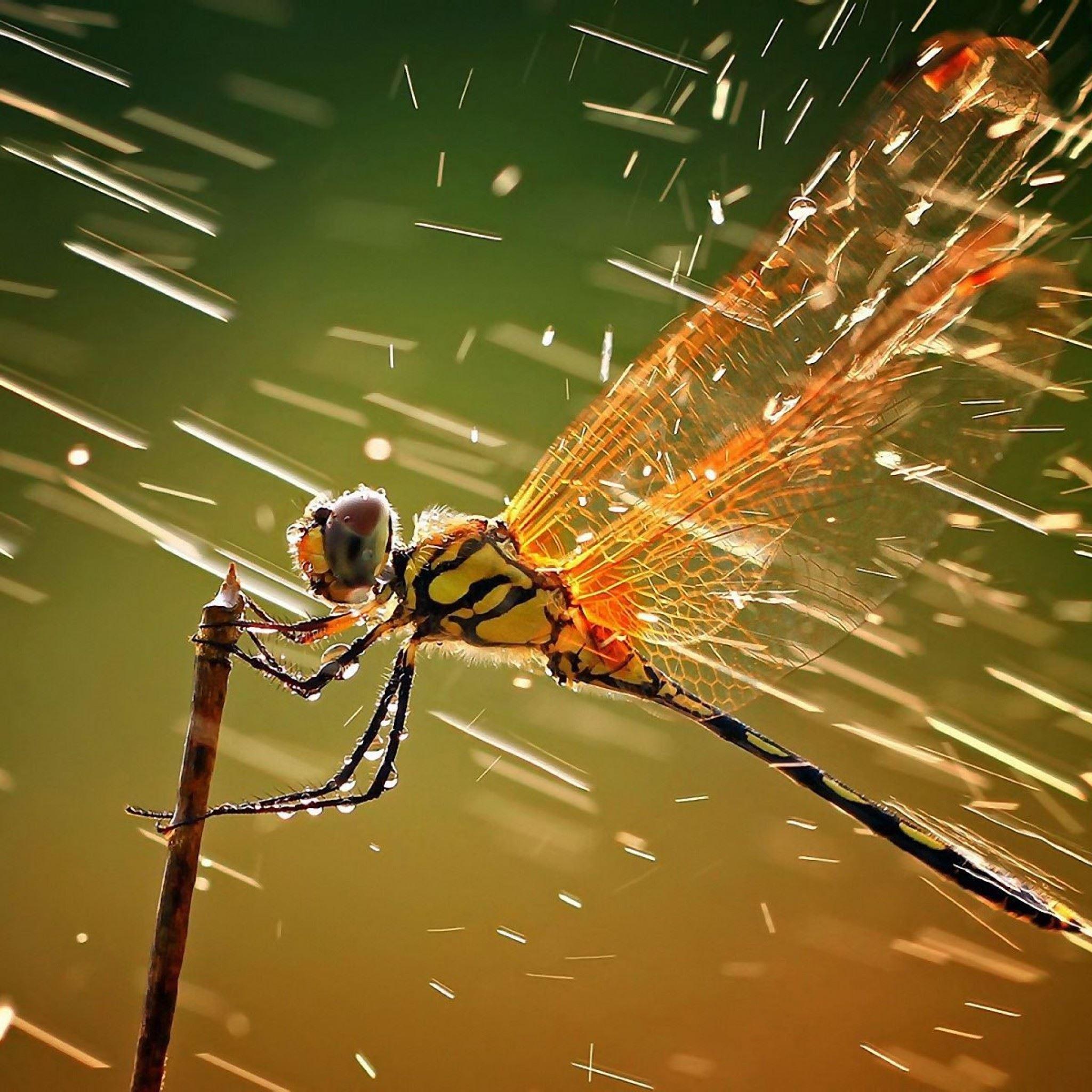 2048x2048 Best Dragonfly iPad Air HD Wallpaper
