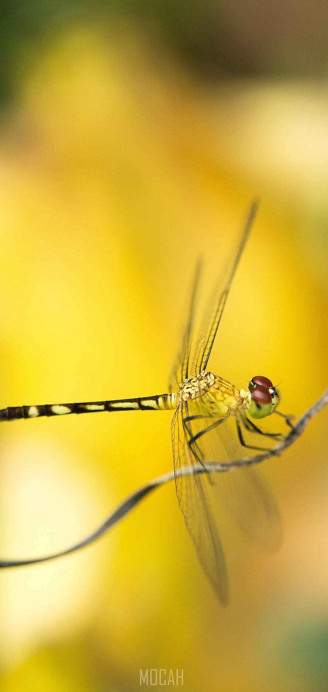 1080x2280 dragonfly insect bug and wildlife hd, Xiaomi Redmi 6 Pro background, 1080x2280. Mocah HD Wallpaper