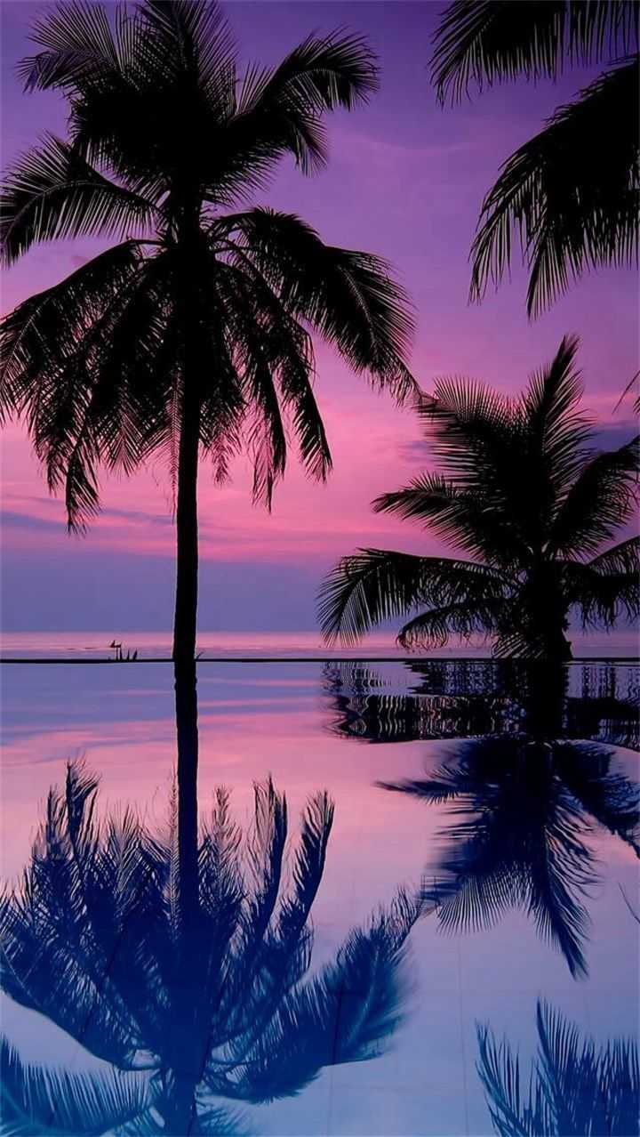 720x1278 Palm Tree Wallpaper