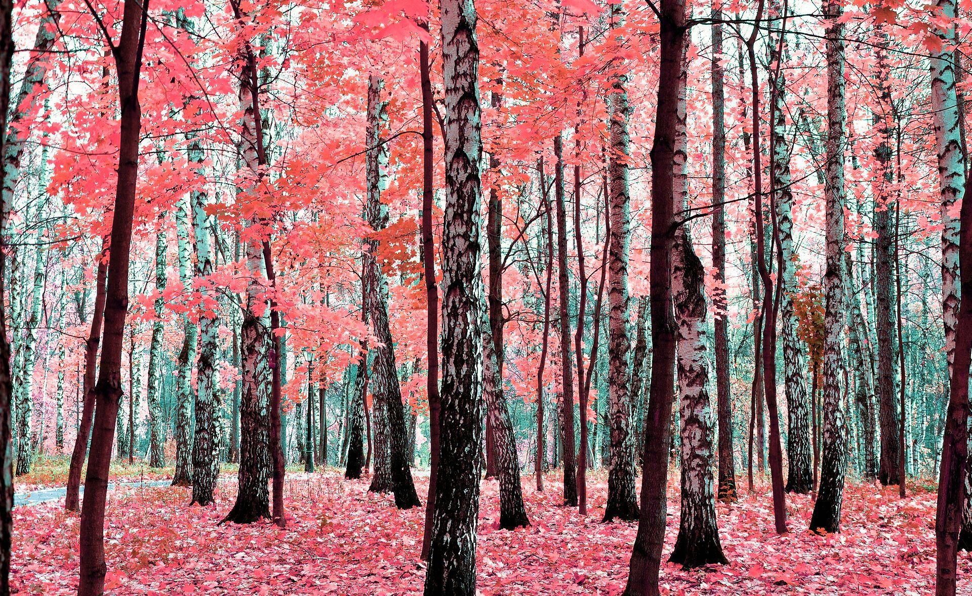 1920x1178 Tree Wallpaper
