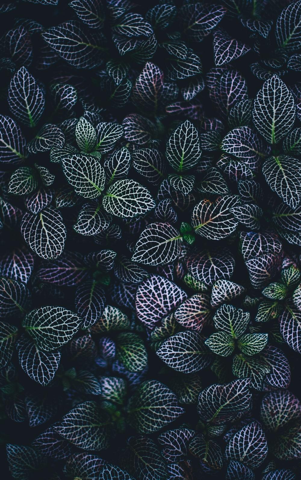 1000x1593 green witch aesthetic best free green, plant, flower and flora photo