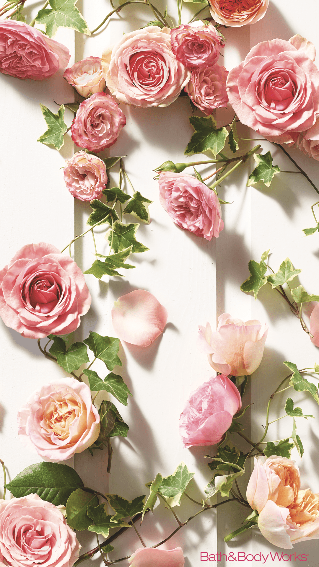 1080x1920 Rose iPhone Wallpaper Roses Wallpaper For Mobile