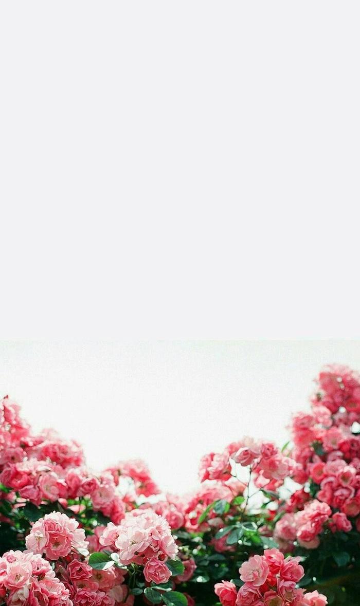 700x1179 + spring wallpaper image for your phone and desktop computer