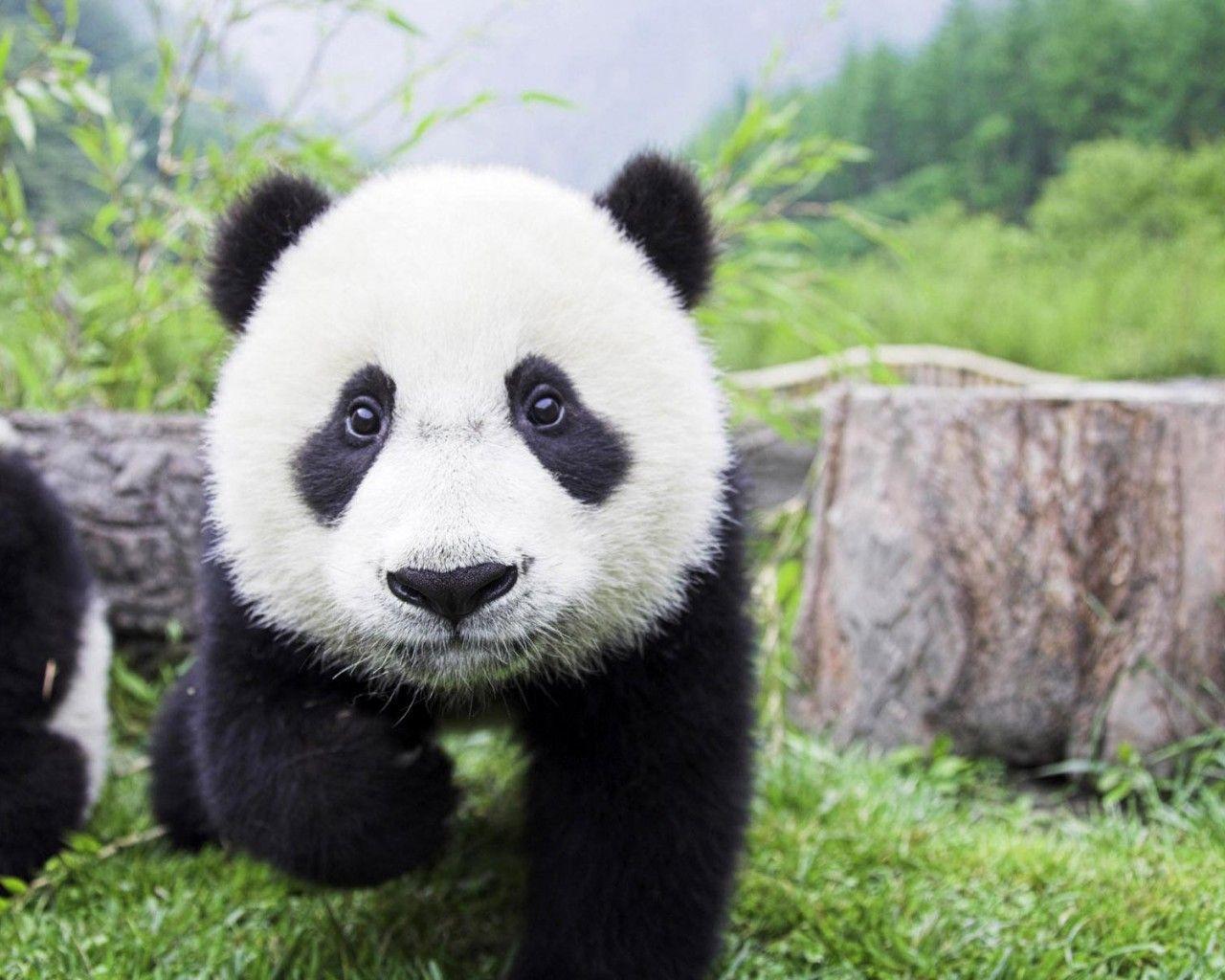 1280x1024 Free download Giant Panda Drawing wallpaper [1280x1024]