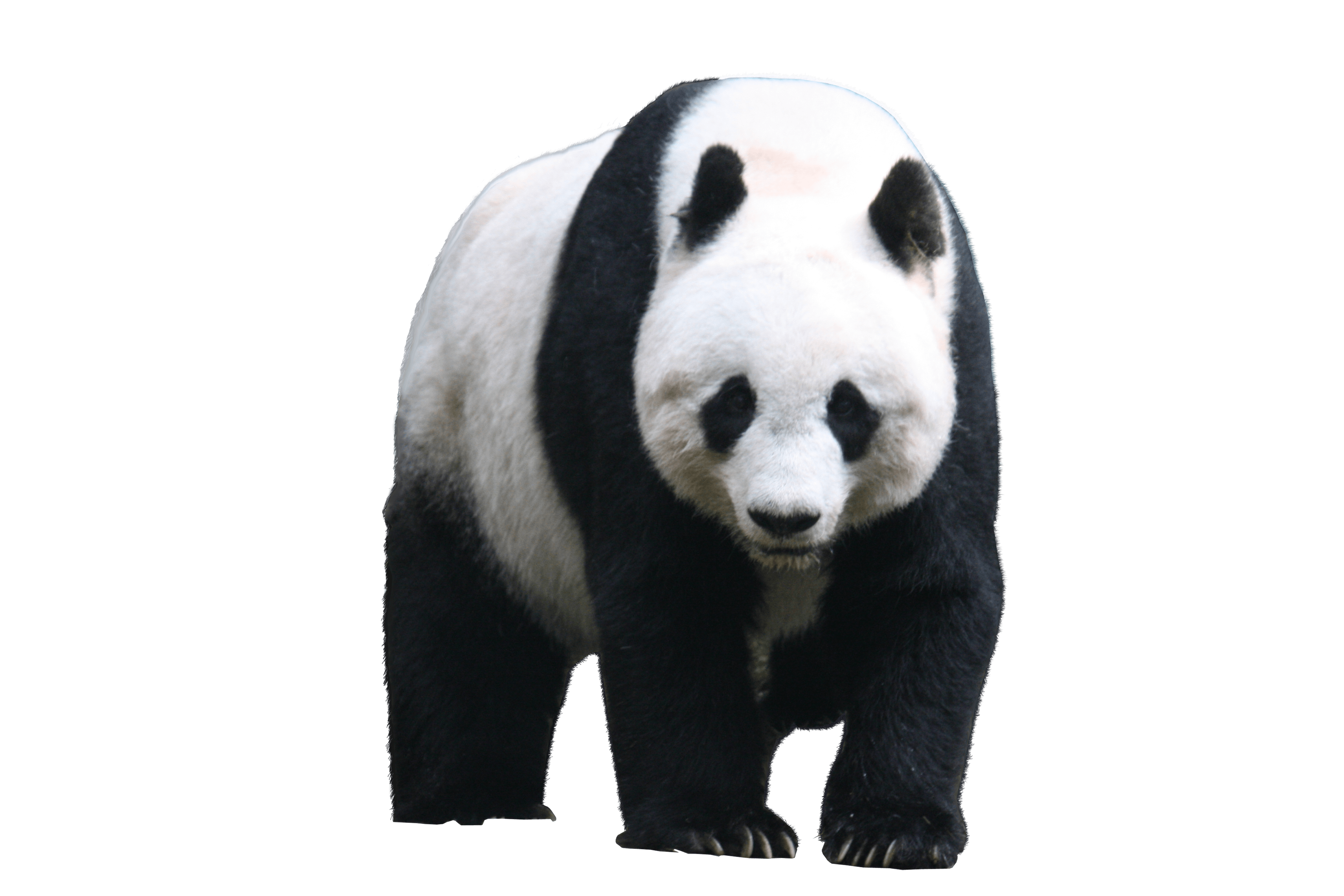 4272x2848 Collection of free Panda vector wallpaper. Download on ubiSafe