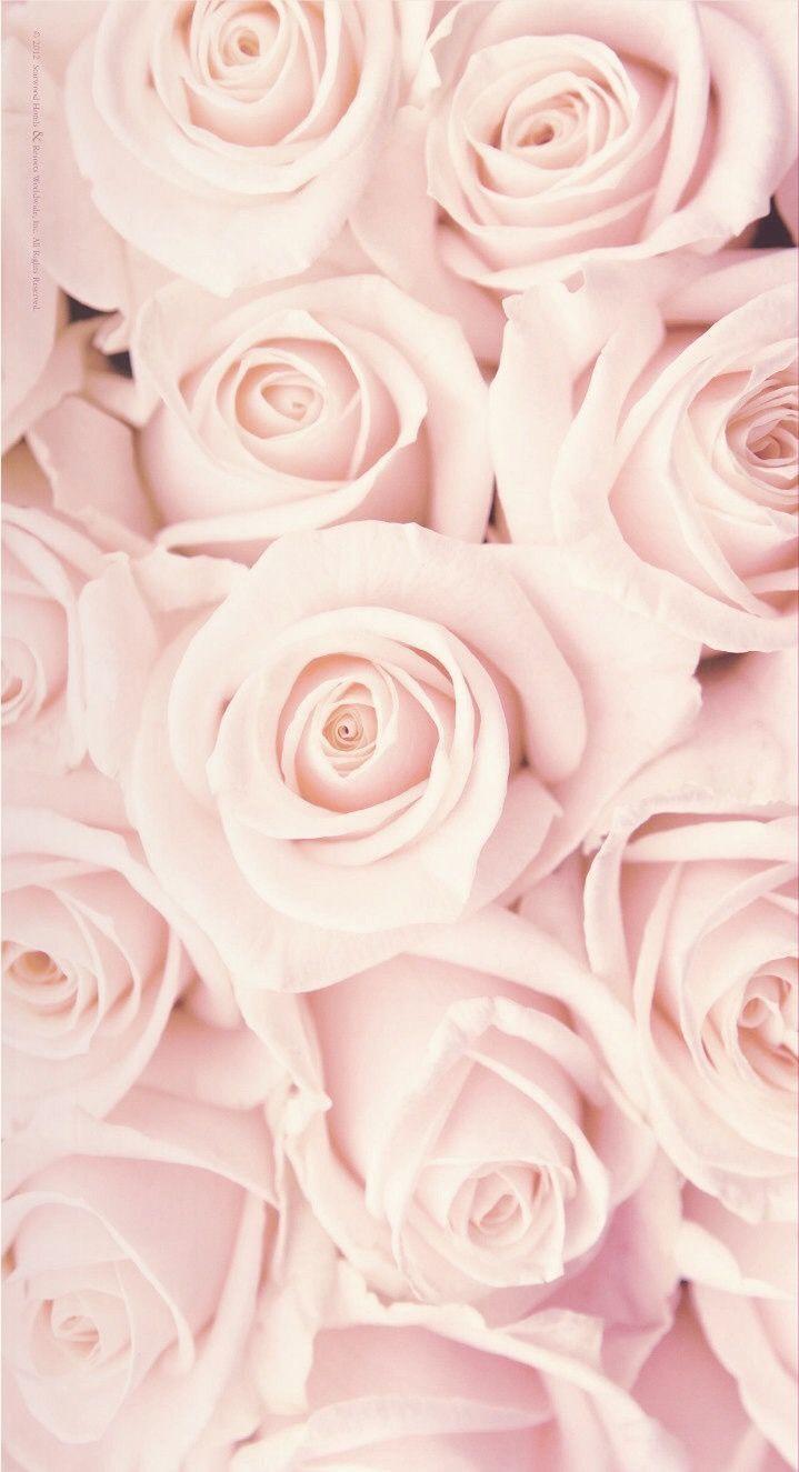 719x1325 Floral. White roses wallpaper, Flower wallpaper, Rose wallpaper
