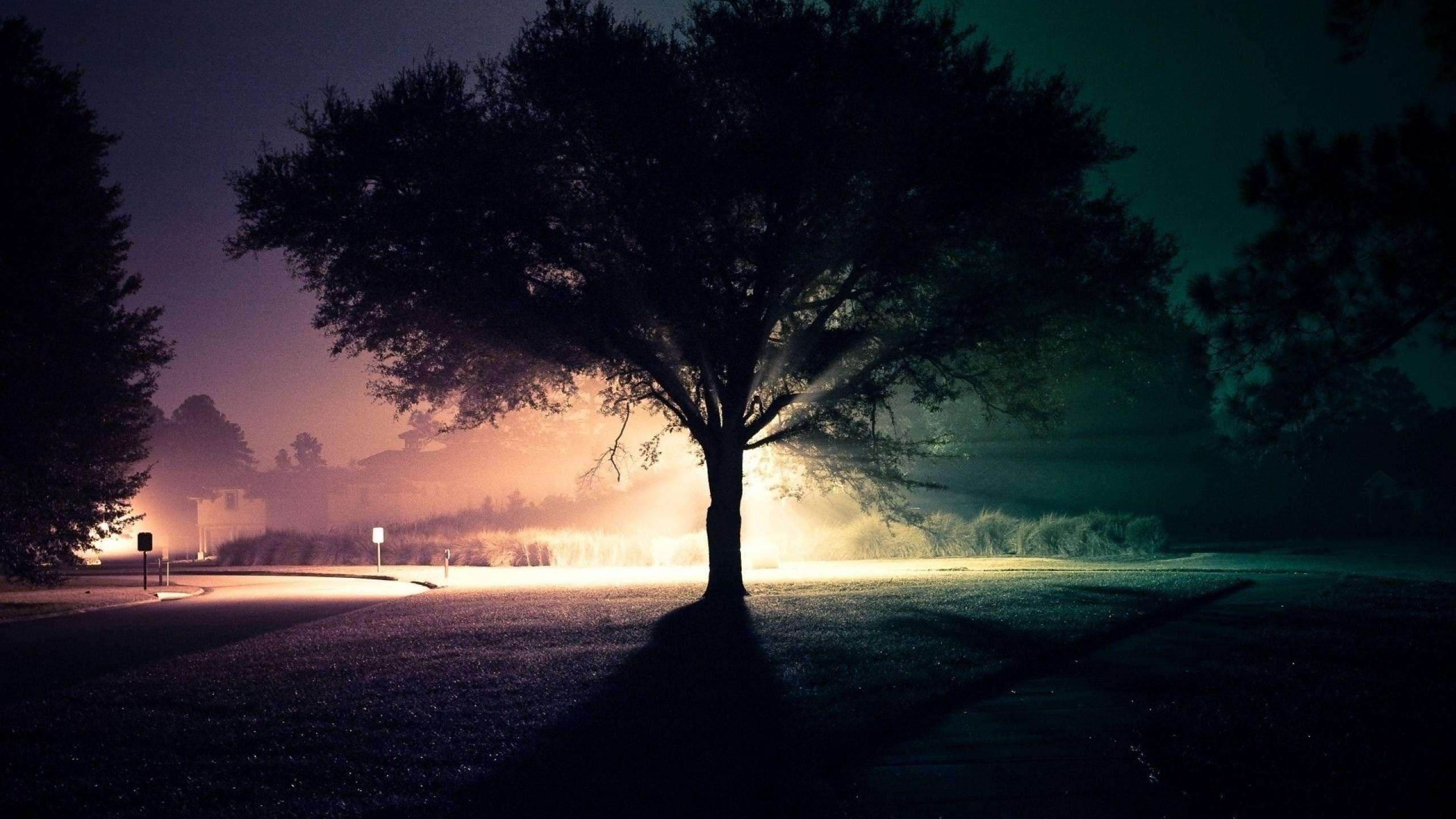 2560x1440 Tree Silhouette Wallpaper