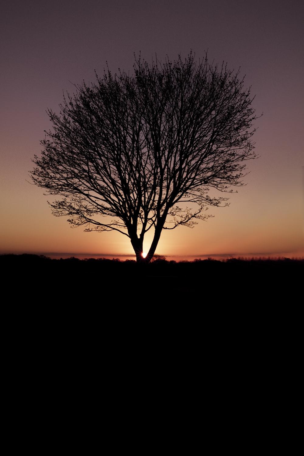 1000x1500 Tree Silhouette Picture. Download Free Image