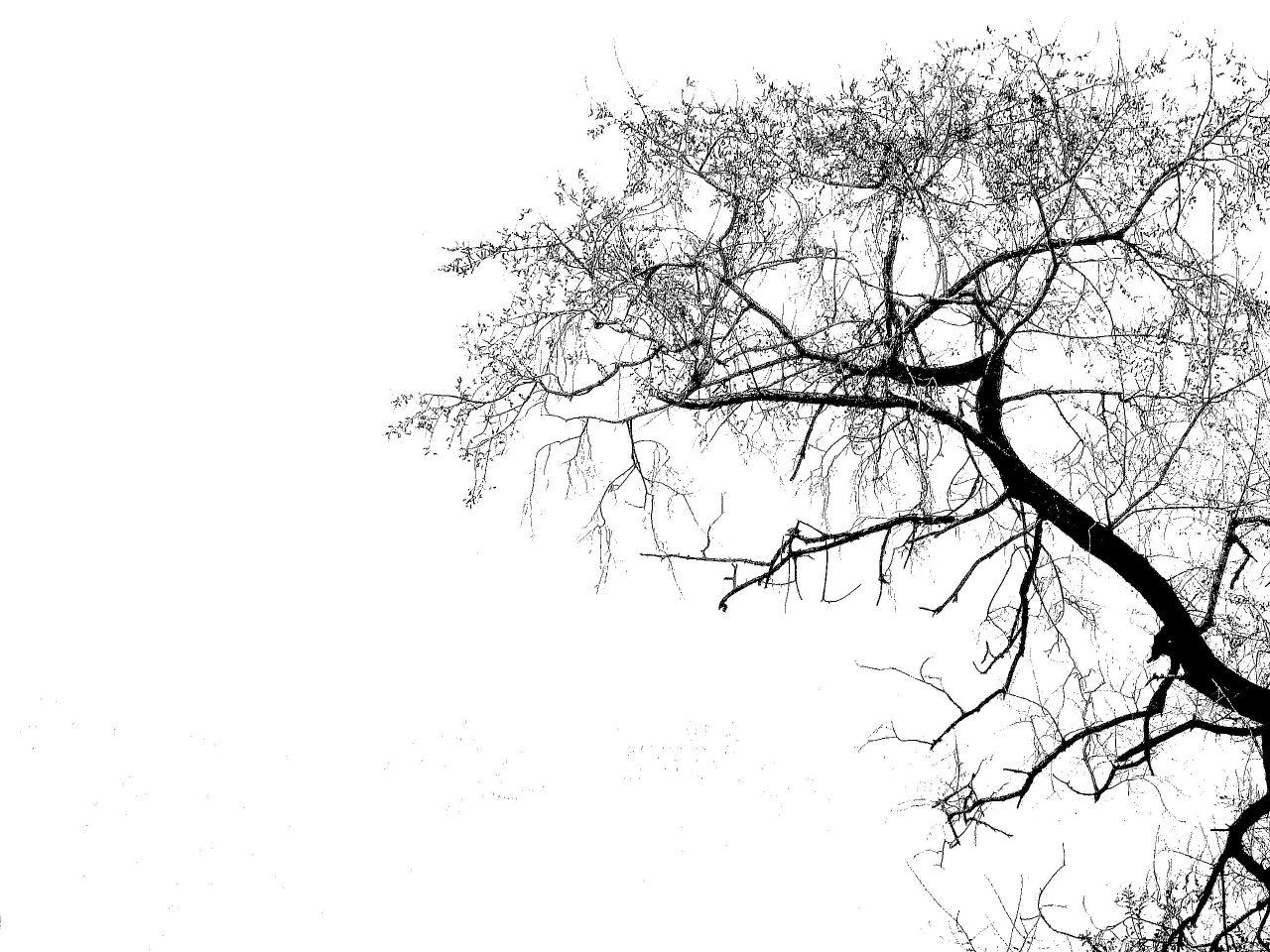 1280x960 Free Forest Silhouette Wallpaper, Download Free Forest Silhouette Wallpaper png image, Free ClipArts on Clipart Library