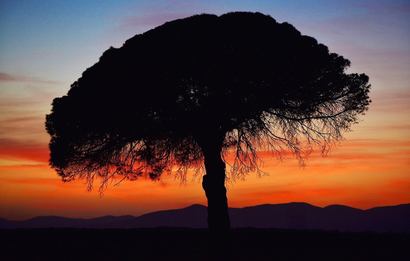 1332x850 Wallpaper sunset, tree, silhouette image for desktop, section пейзажи