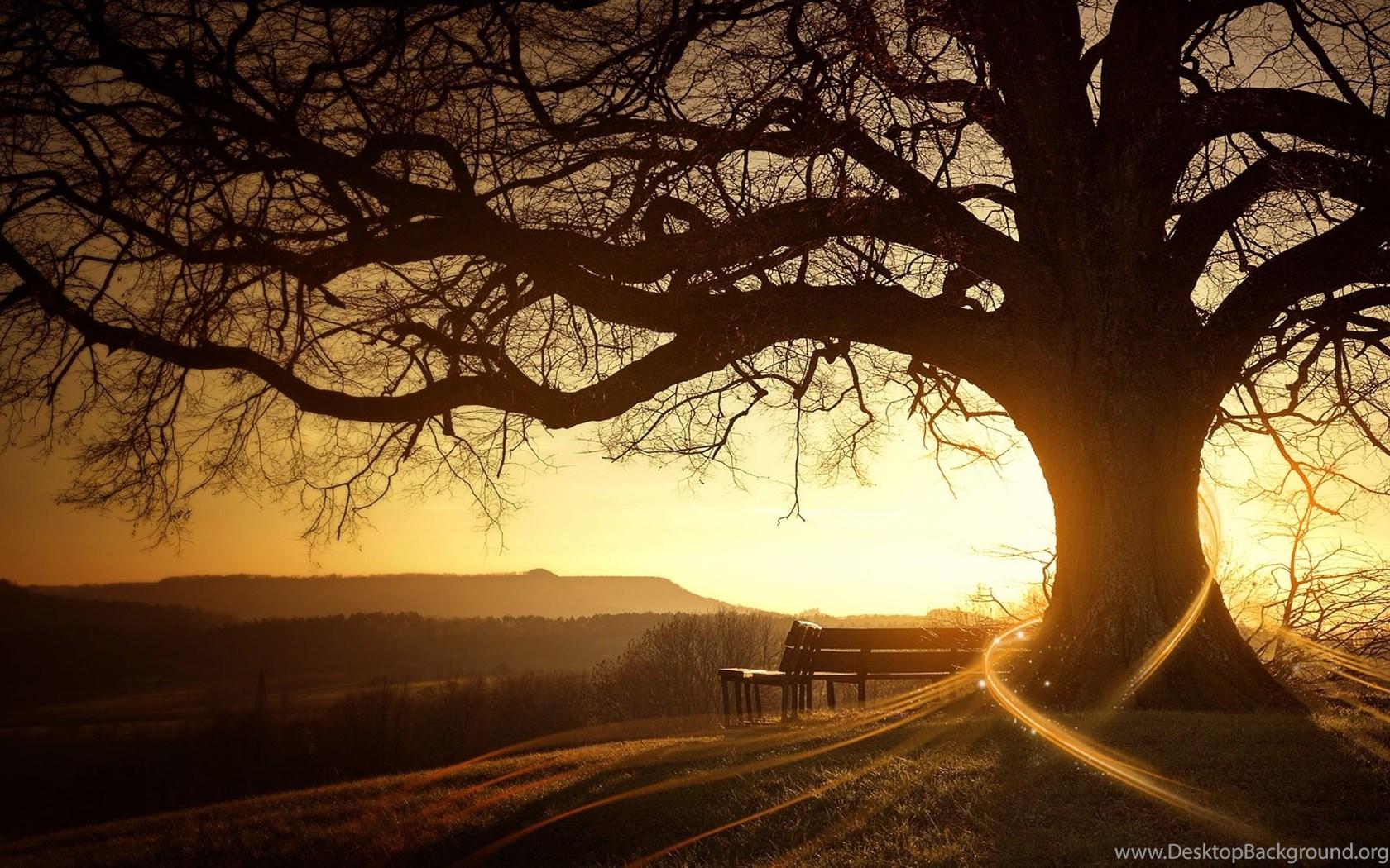 1680x1050 Tree Silhouette Wallpaper Picture Desktop Background