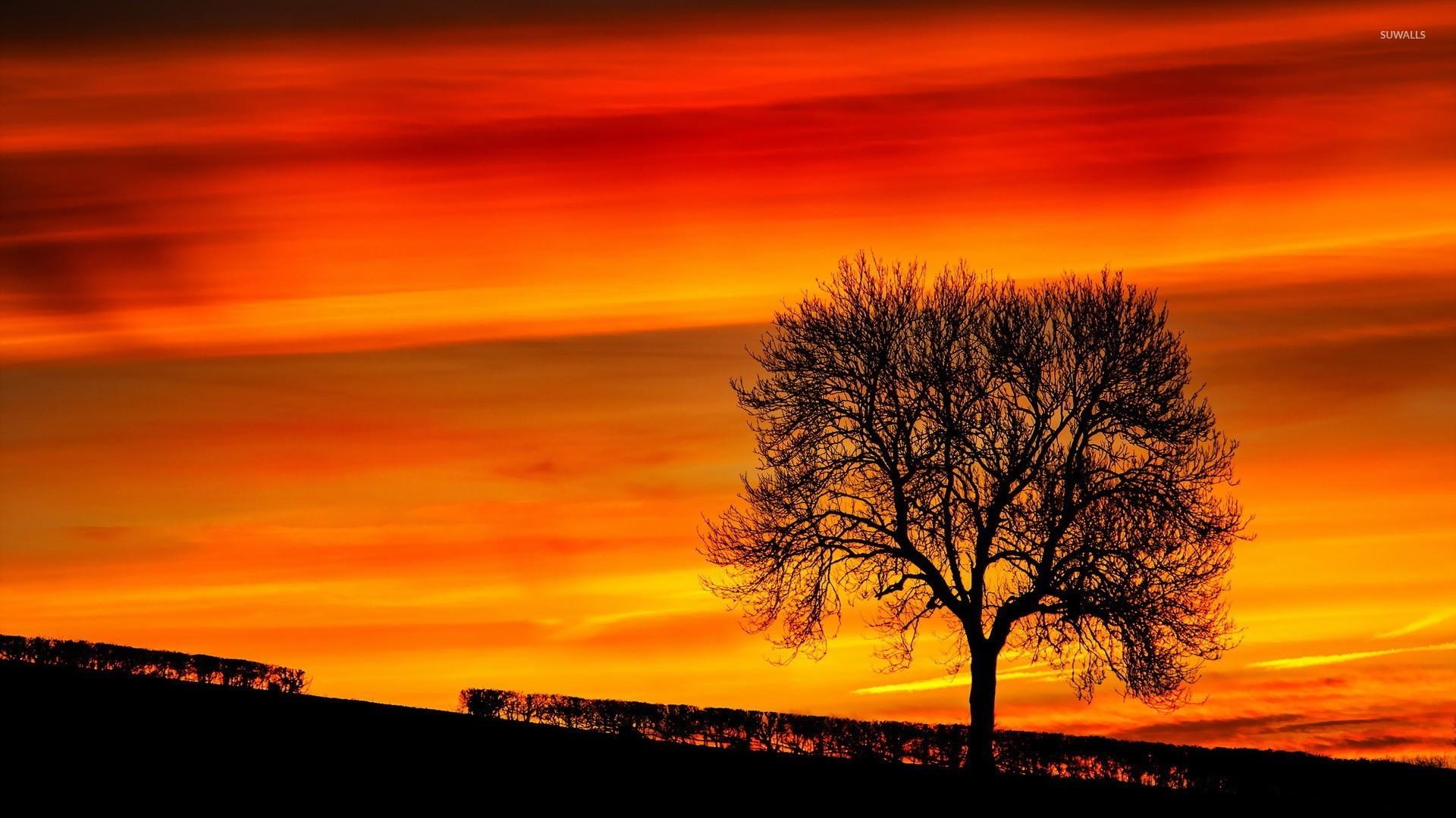 1920x1080 Tree silhouette in the sunset wallpaper wallpaper