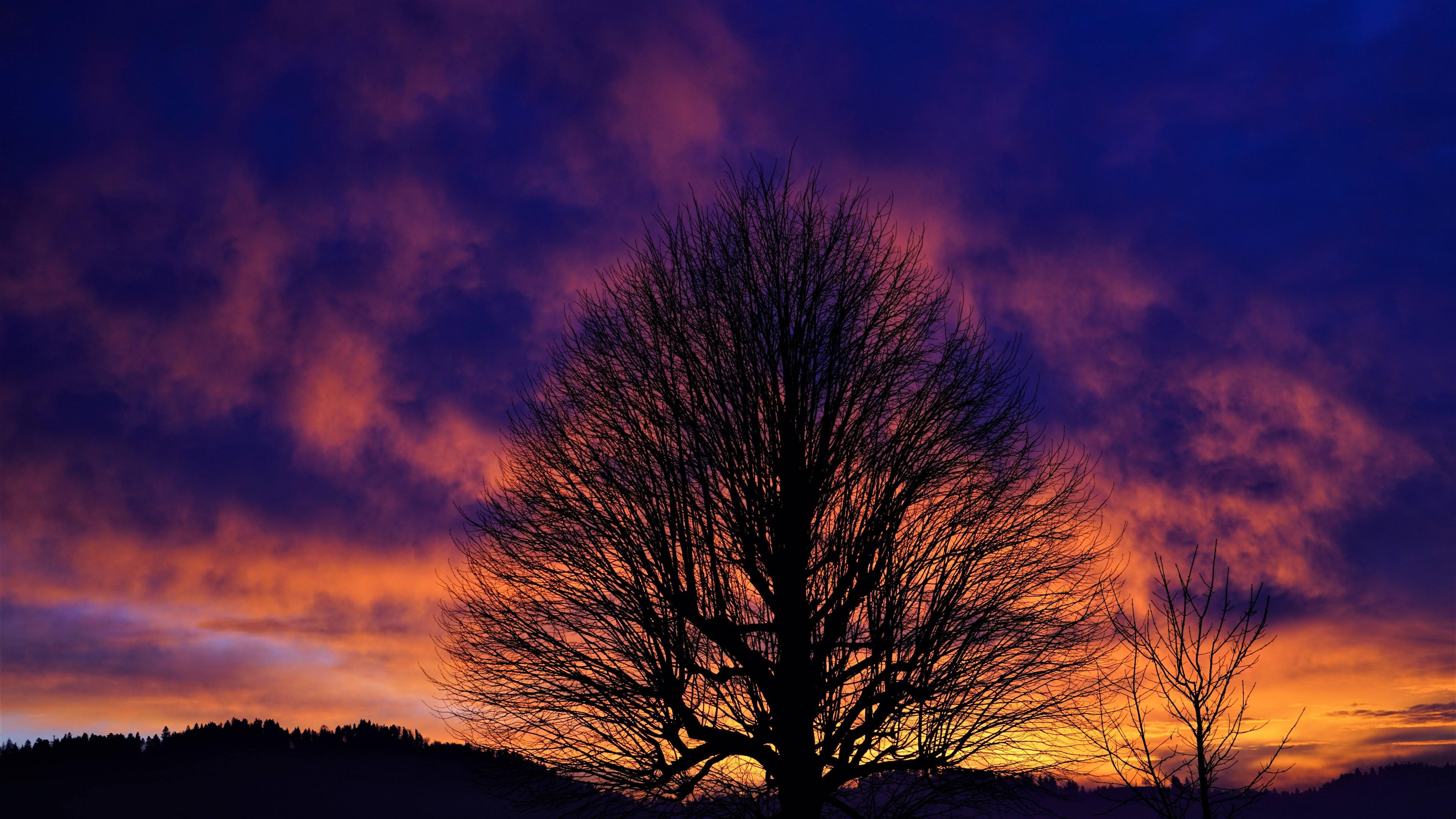 3840x2160 Tree Silhouette In Winter Sunset 8K Wallpaper, HD Nature 4K Wallpaper, Image, Photo and Background