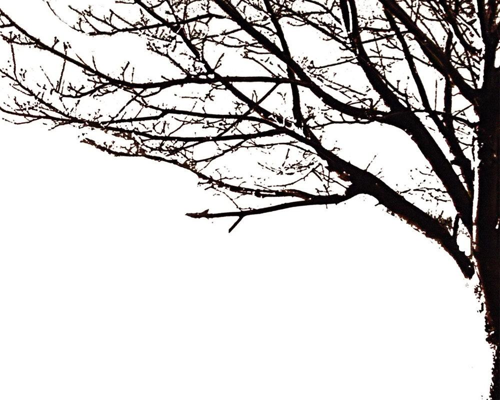 1000x800 Free Forest Silhouette Wallpaper, Download Free Forest Silhouette Wallpaper png image, Free ClipArts on Clipart Library