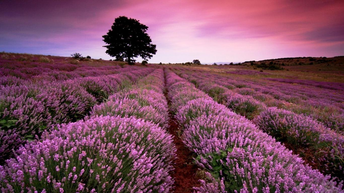 100 Lavender Field Wallpapers  Wallpaperscom