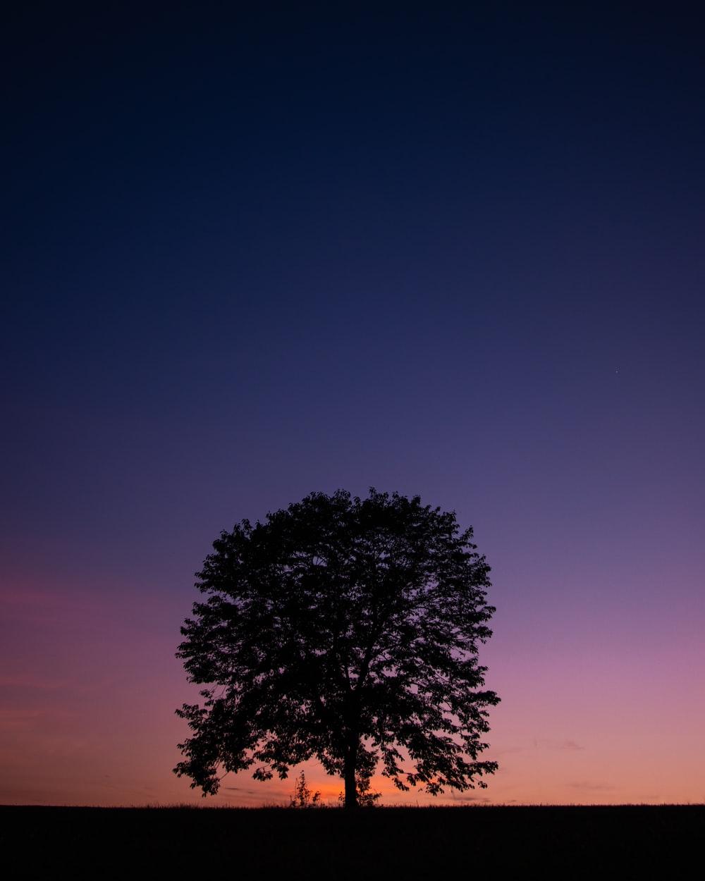1000x1250 Tree Silhouette Picture. Download Free Image