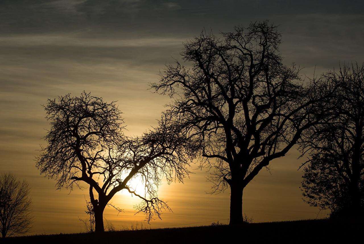 1280x857 Desktop Wallpaper Silhouette Nature Sunrises and sunsets Trees