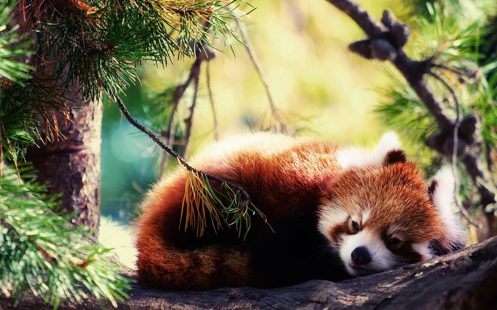 1920x1200 Drawn Red Panda wallpaper Clipart on