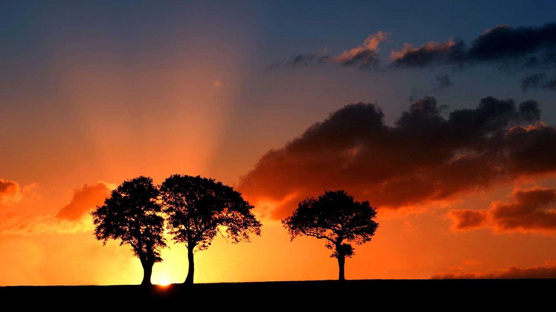1920x1080 Beautiful Tree Silhouette 34135 1920x1080px