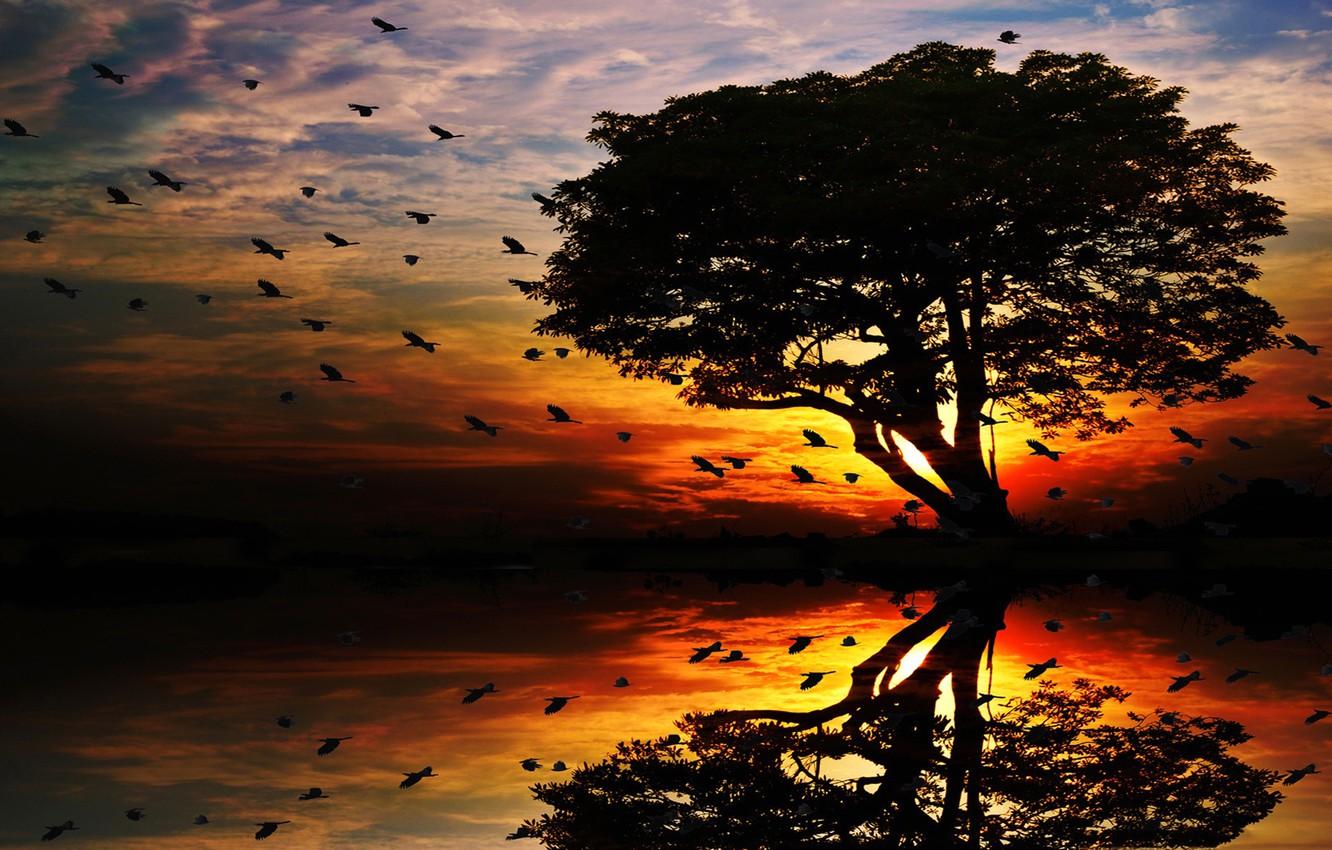 1332x850 Wallpaper sunset, birds, tree, silhouette image for desktop, section пейзажи