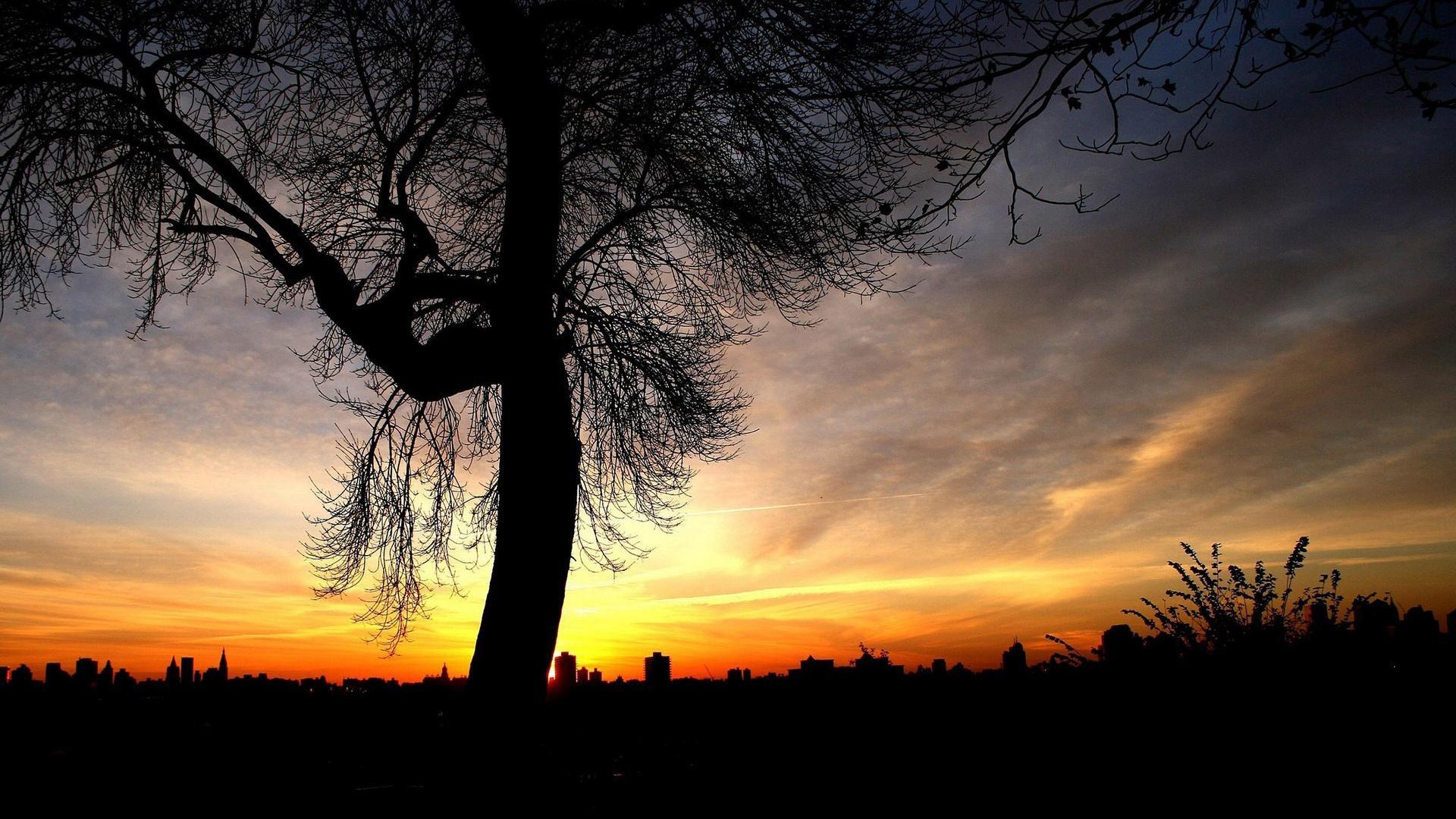 1920x1080 Cool Tree Silhouette Wallpaper 34132 1920x1080px