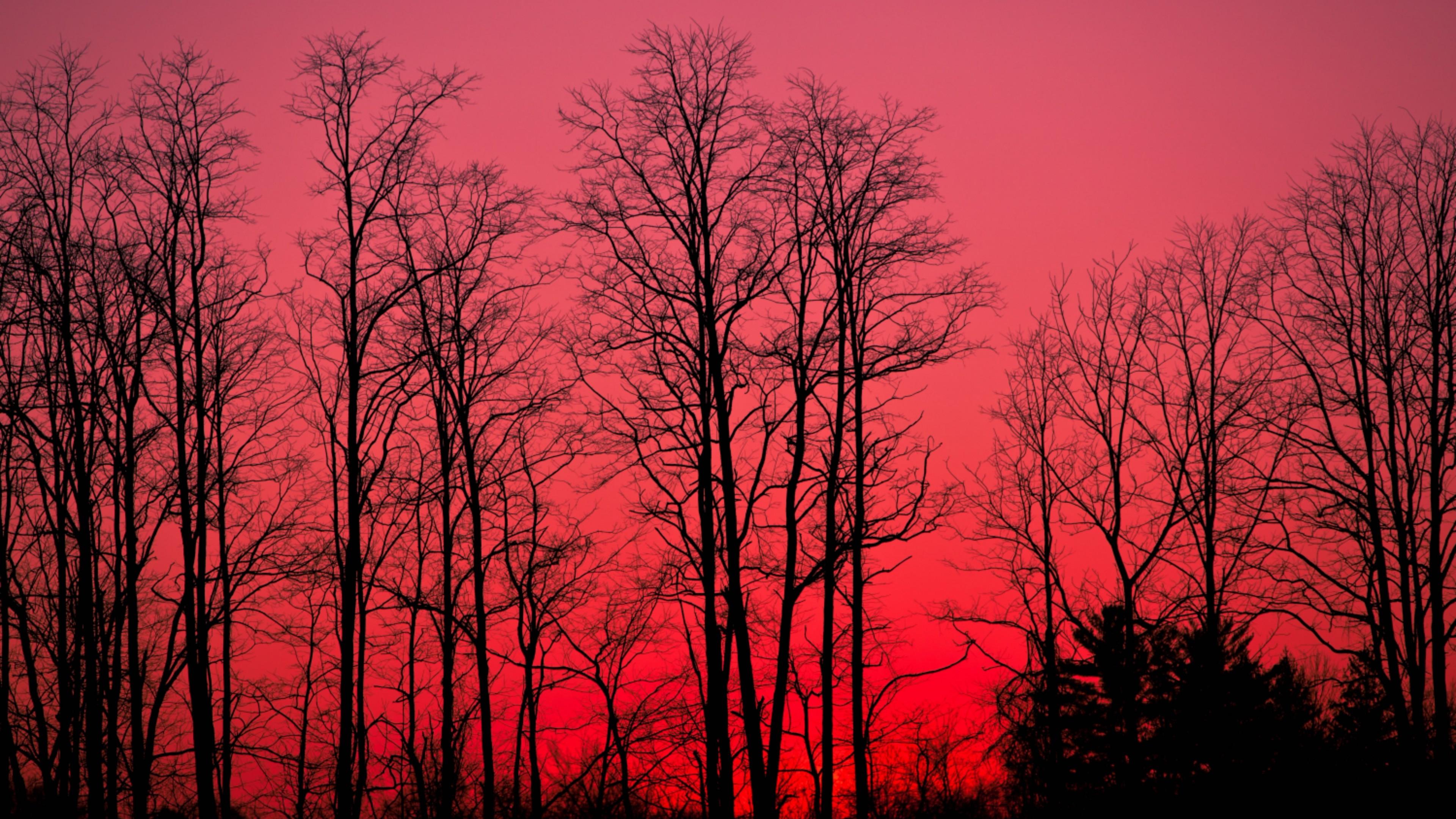3840x2160 Download 3840x2160 Red Sky, Forest, Tree Silhouette Wallpaper for UHD TV