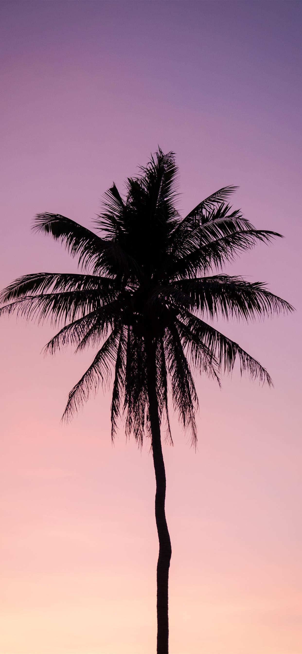 1242x2688 silhouette of palm tree iPhone X Wallpaper Free Download