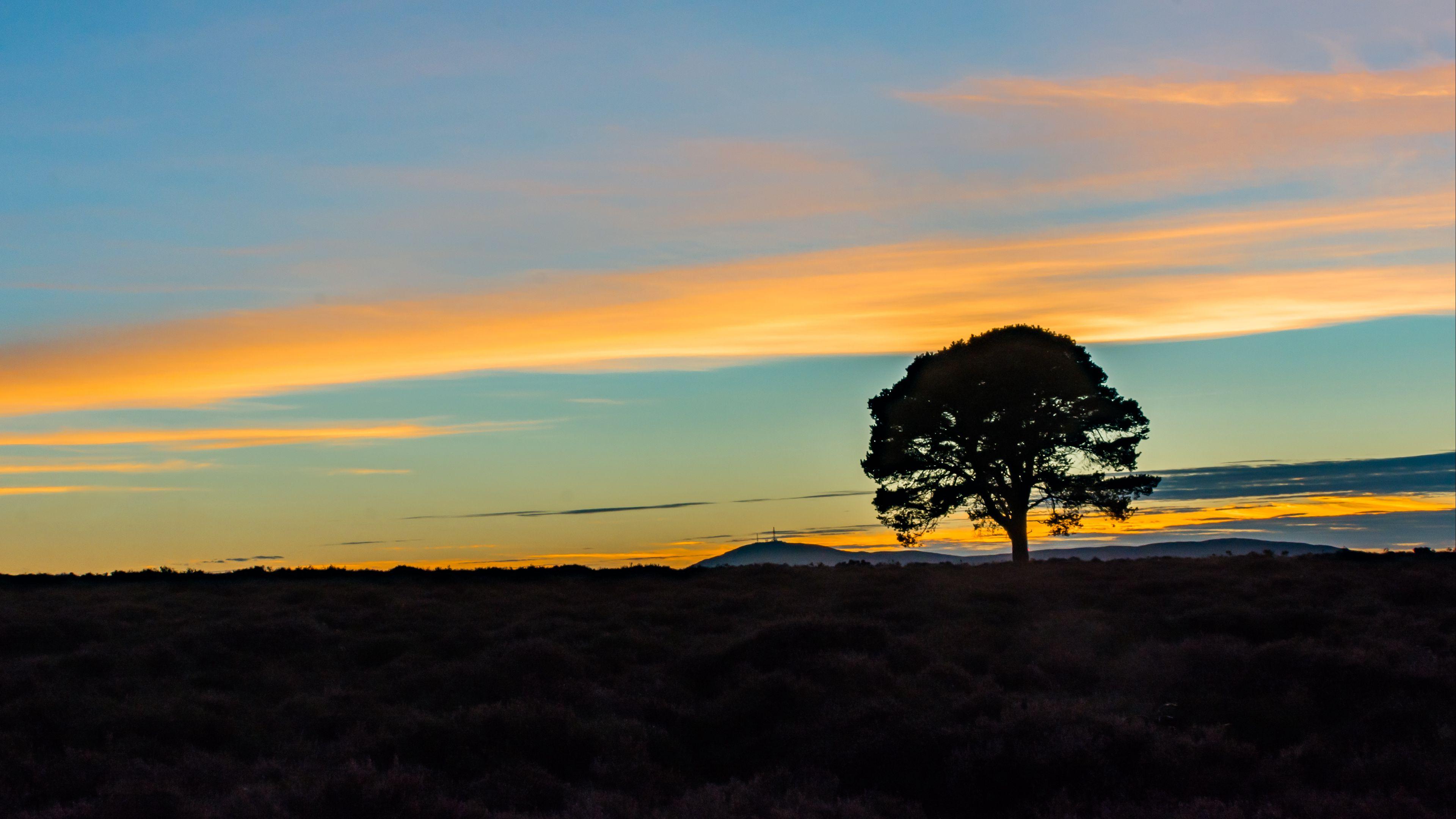 3840x2160 Download wallpaper 3840x2160 tree, silhouette, horizon 4k uhd 16:9 HD background