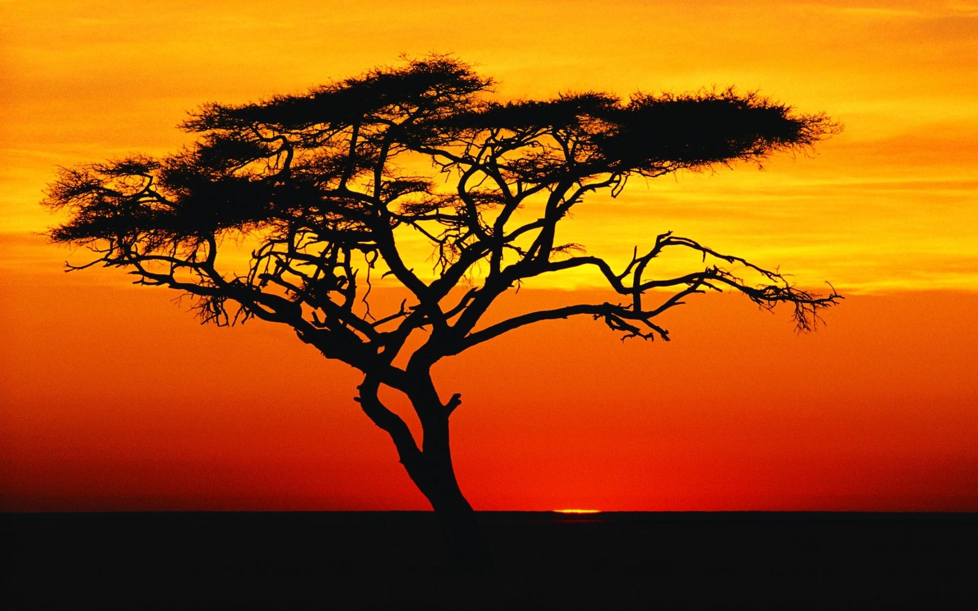 1920x1200 Tree Silhouette wallpaperx1200