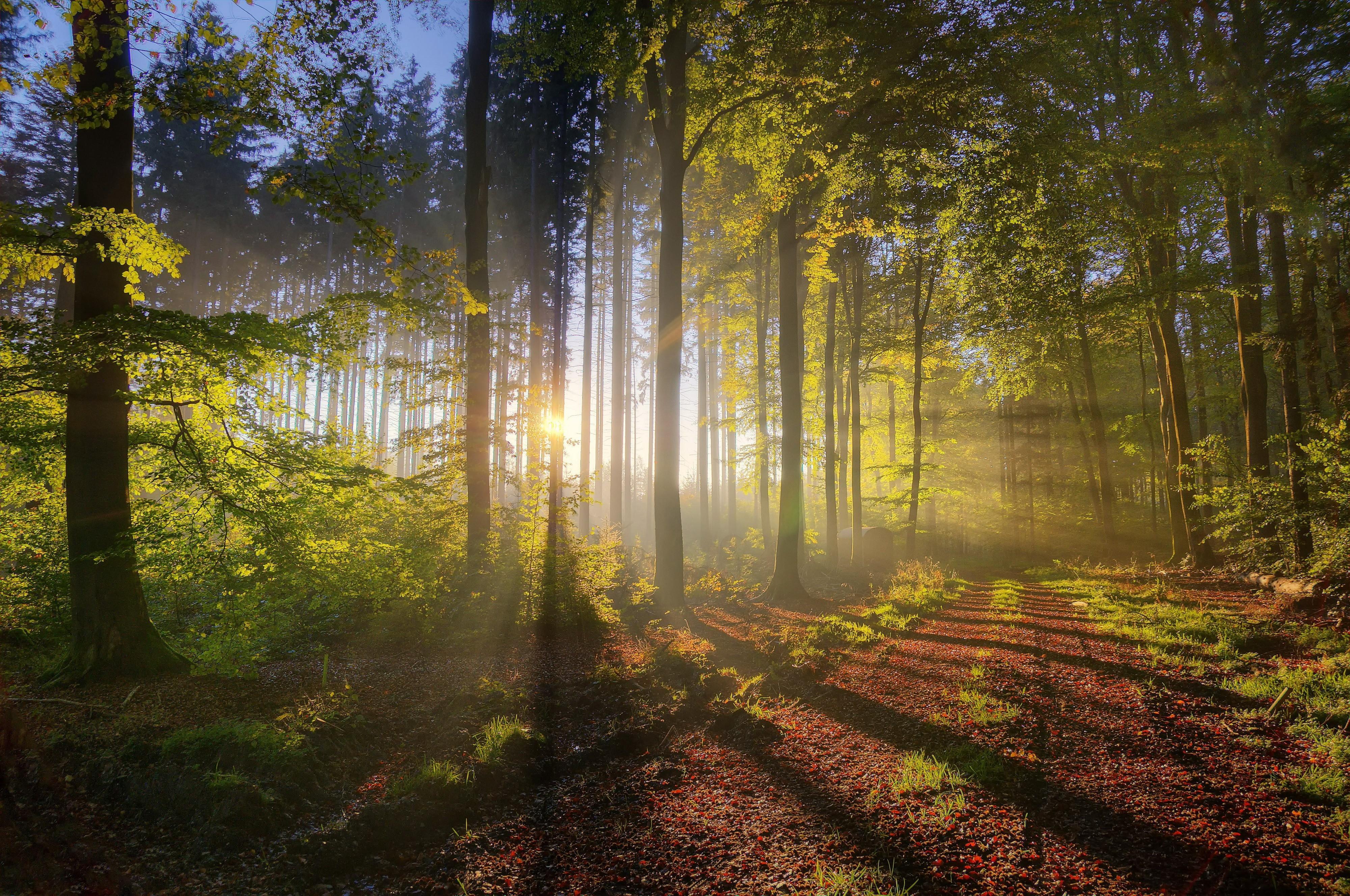 4000x2656 Tree Silhouette Forest Sun Light Wallpaper HD / Desktop and Mobile Background