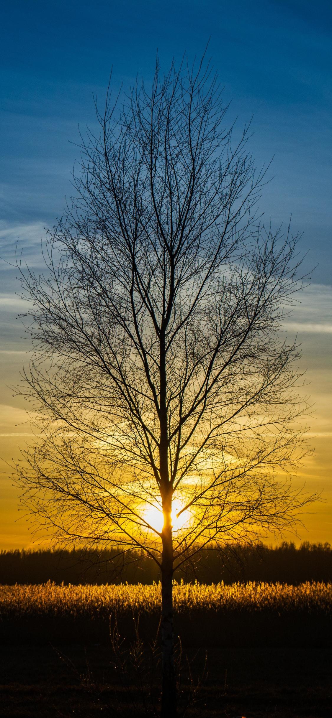 1125x2436 Download 1125x2436 wallpaper leafless tree, silhouette, landscape, sunset, iphone x 1125x2436 HD image, background, 25045