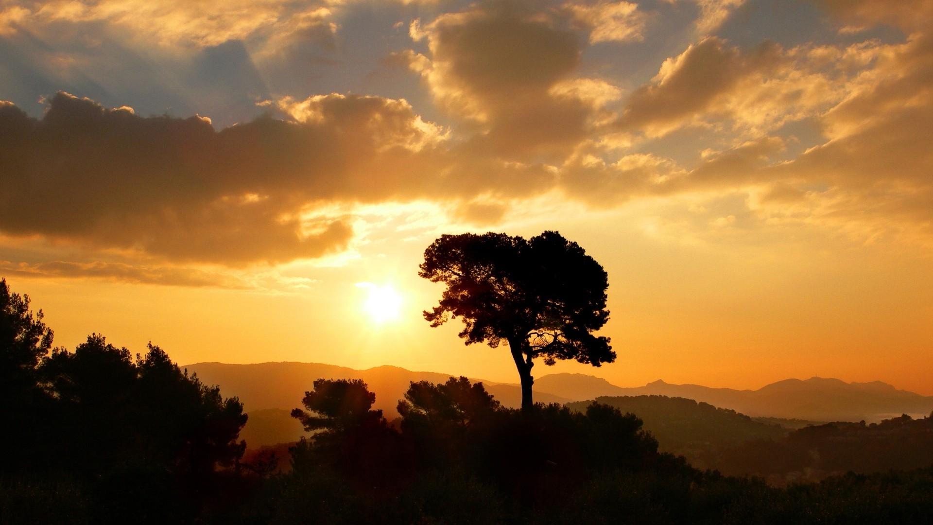 1920x1080 Tree Silhouette Background 34133 1920x1080px