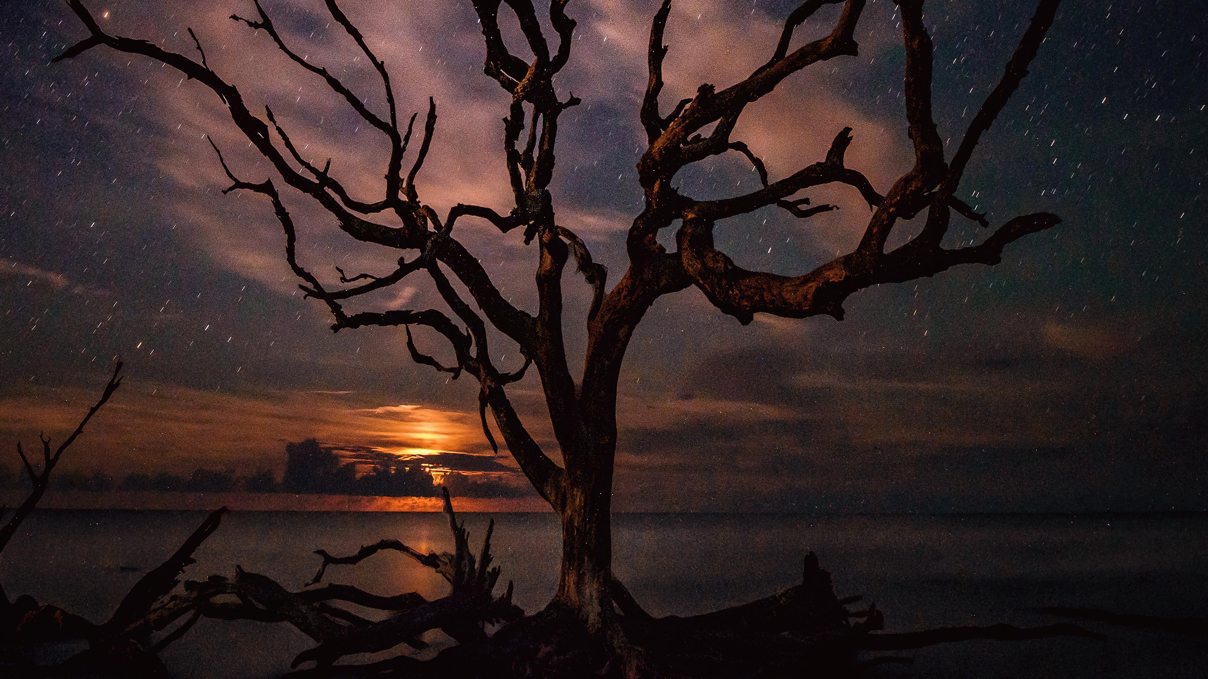 3840x2160 Tree Silhouette Milky Way Night, HD Nature, 4k Wallpaper, Image, Background, Photo and Picture