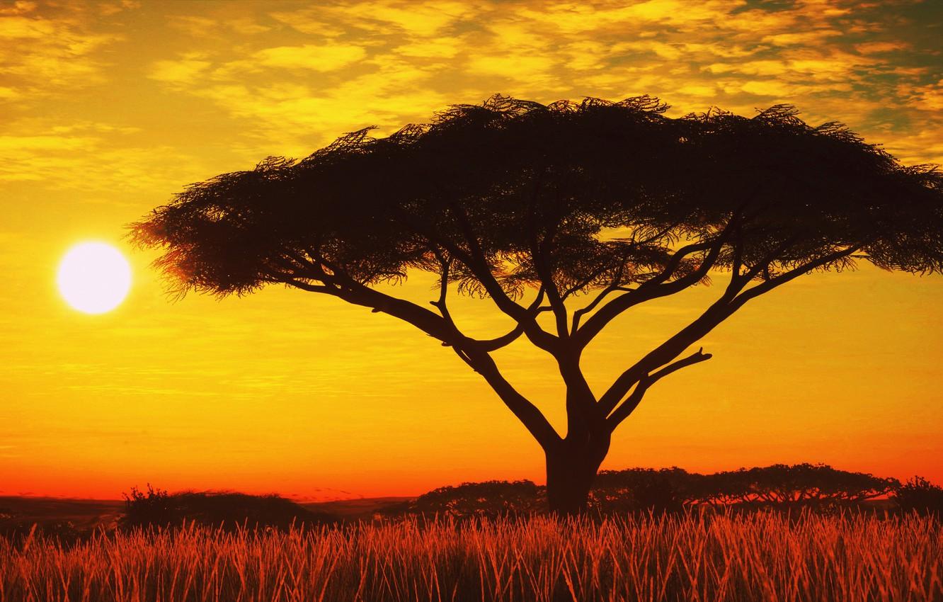 1332x850 Wallpaper the sun, sunset, tree, silhouette image for desktop, section природа