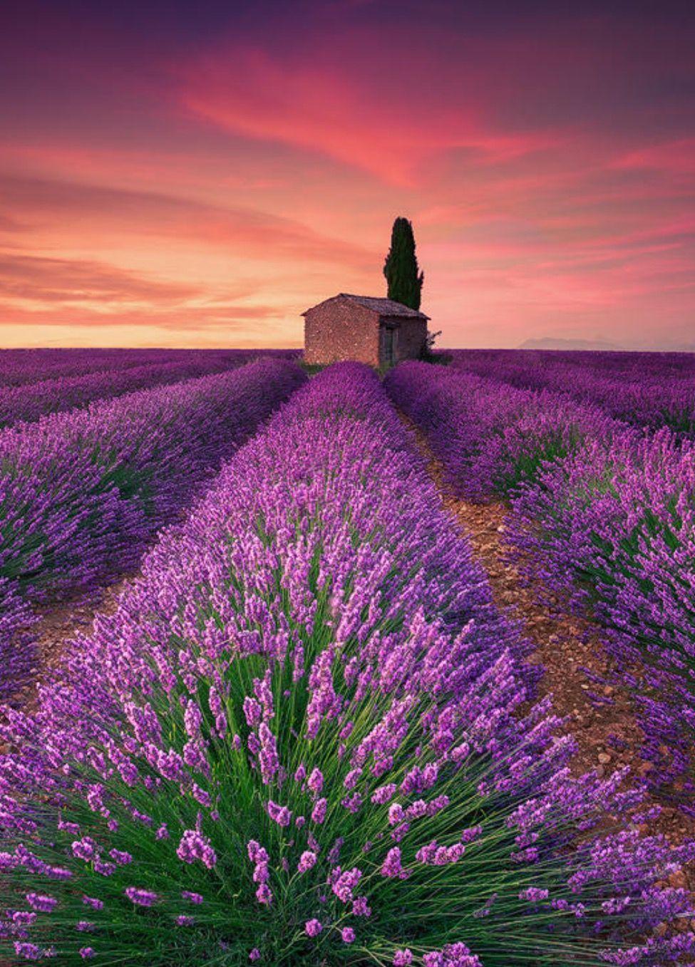975x1357 Lavender Field (France) by Eric Rousset. Lavender magic