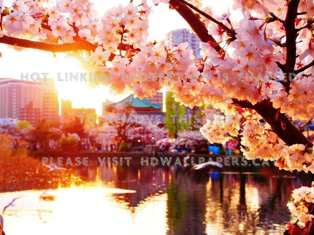 1024x768 sakura lake cherry blossom japanese nature