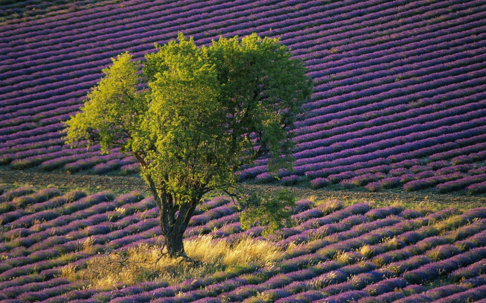 1920x1200 Isolated Tree In Lavender Field Baronniers France. Android