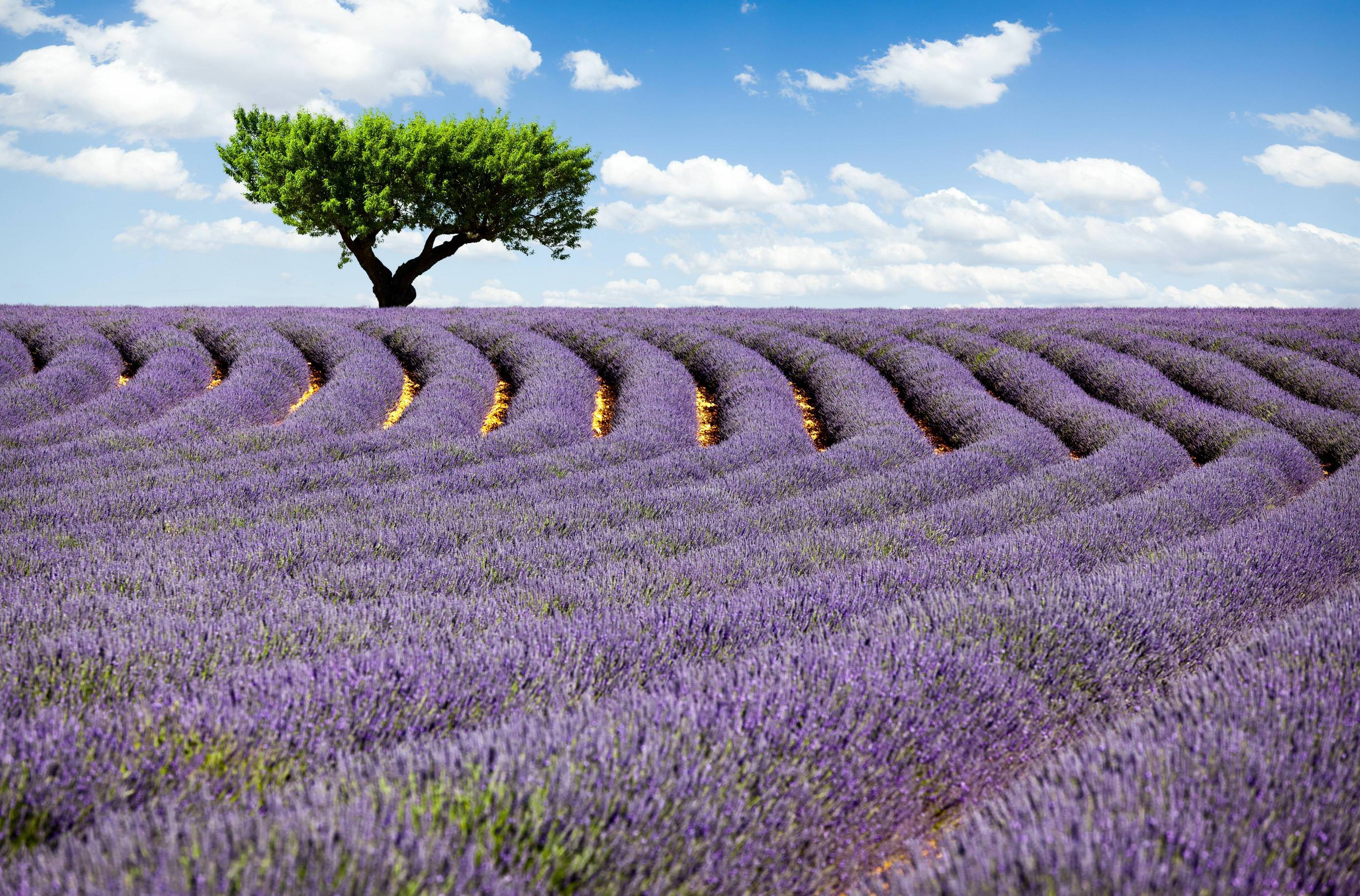 5558x3662 The tree in lavender field wallpaper and image